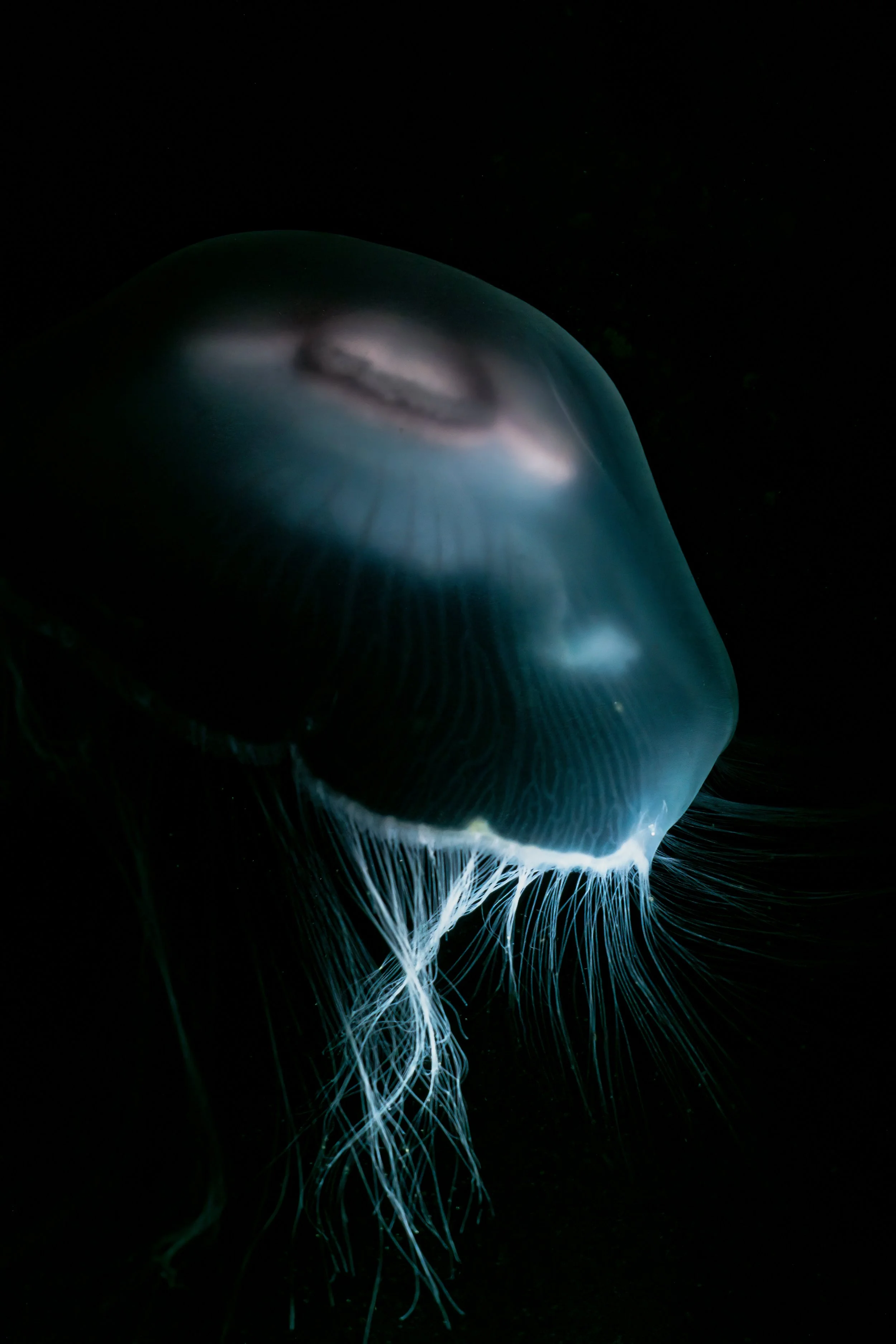 Moon jellyfish, Shetland, underwater, marine life. 
