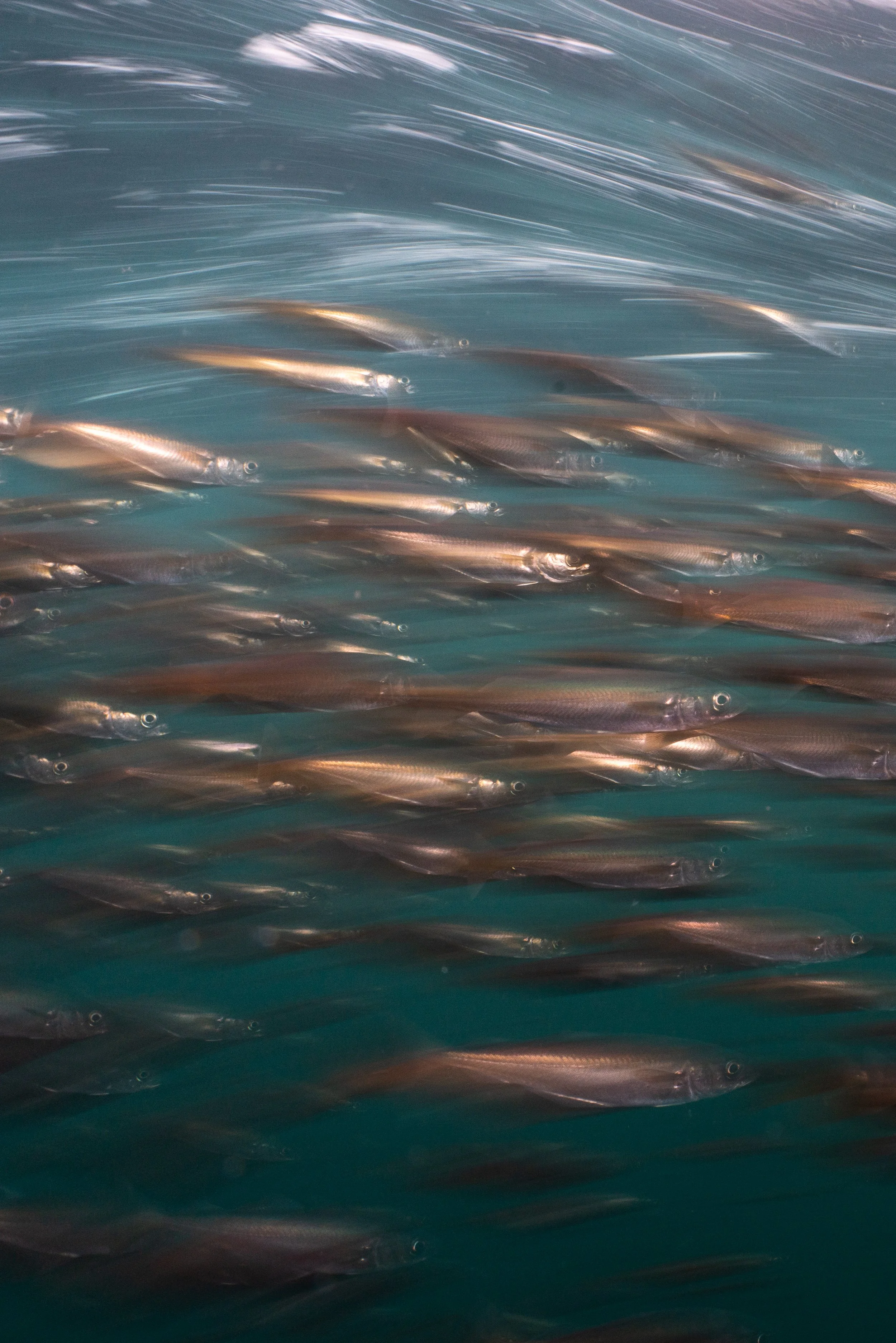 Shoaling fish, Shetland, Underwater, Marinelife