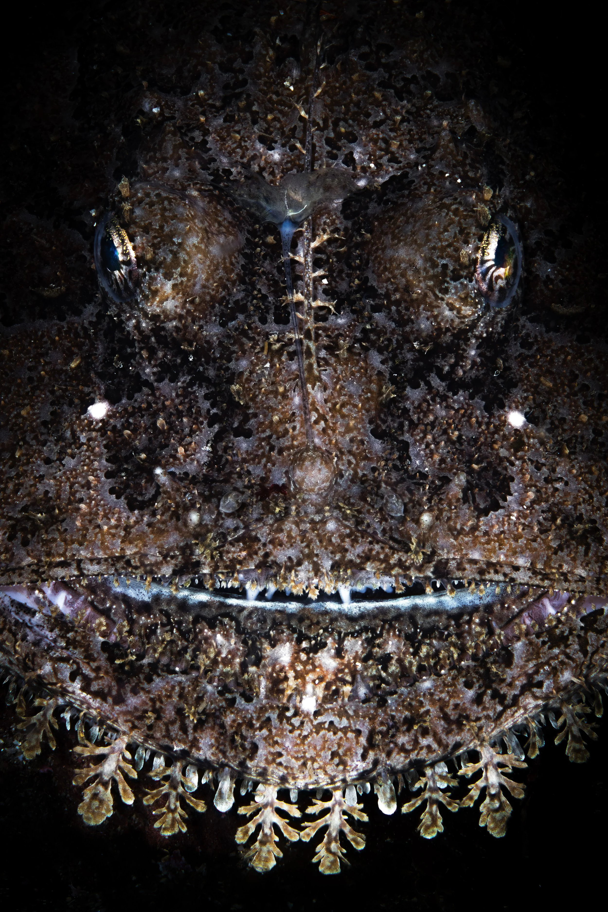 Anglerfish,  scotland, shetland, underwater, marine life, ocean
