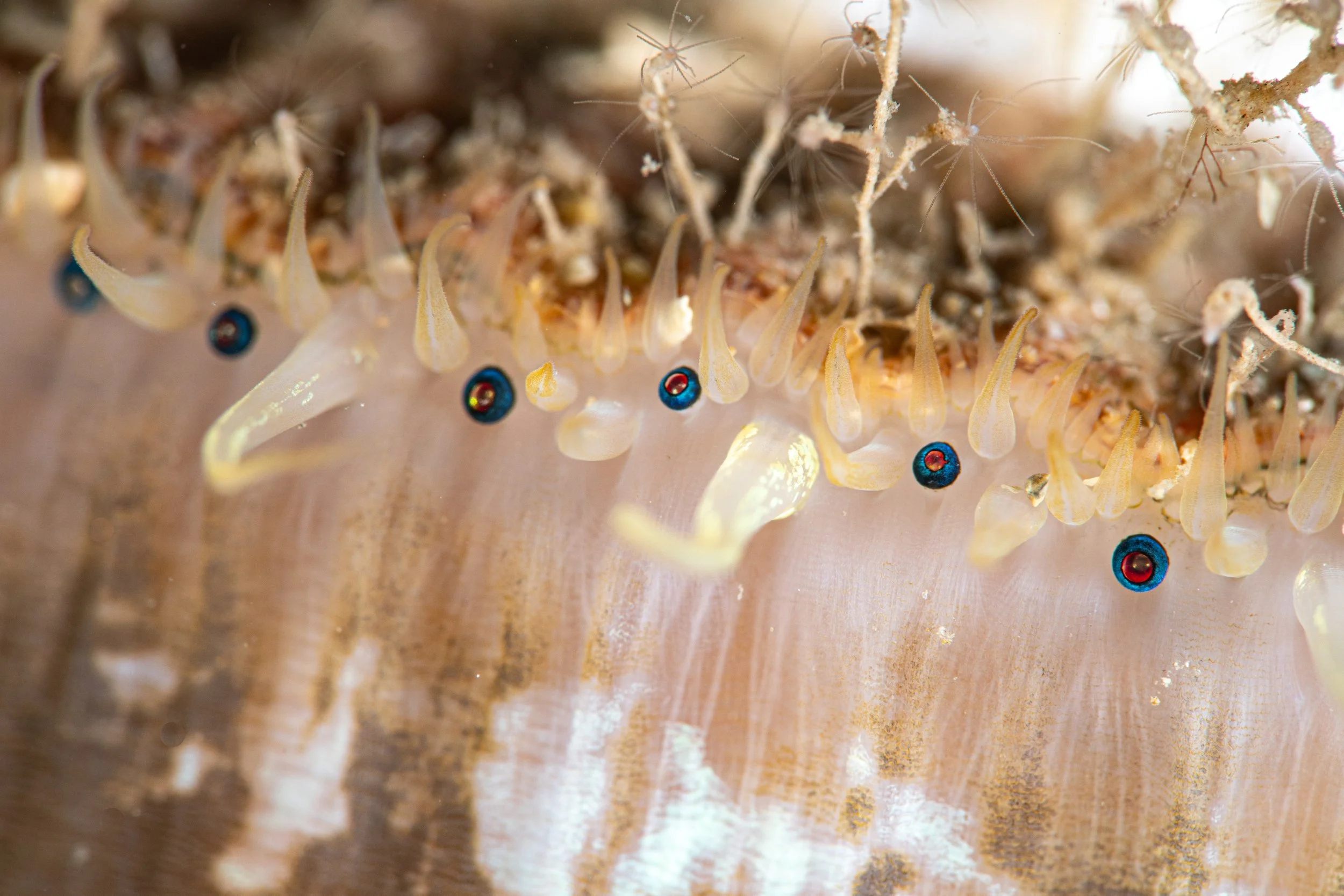 Scallop, Marco, shetland, underwater, marine life, ocean.