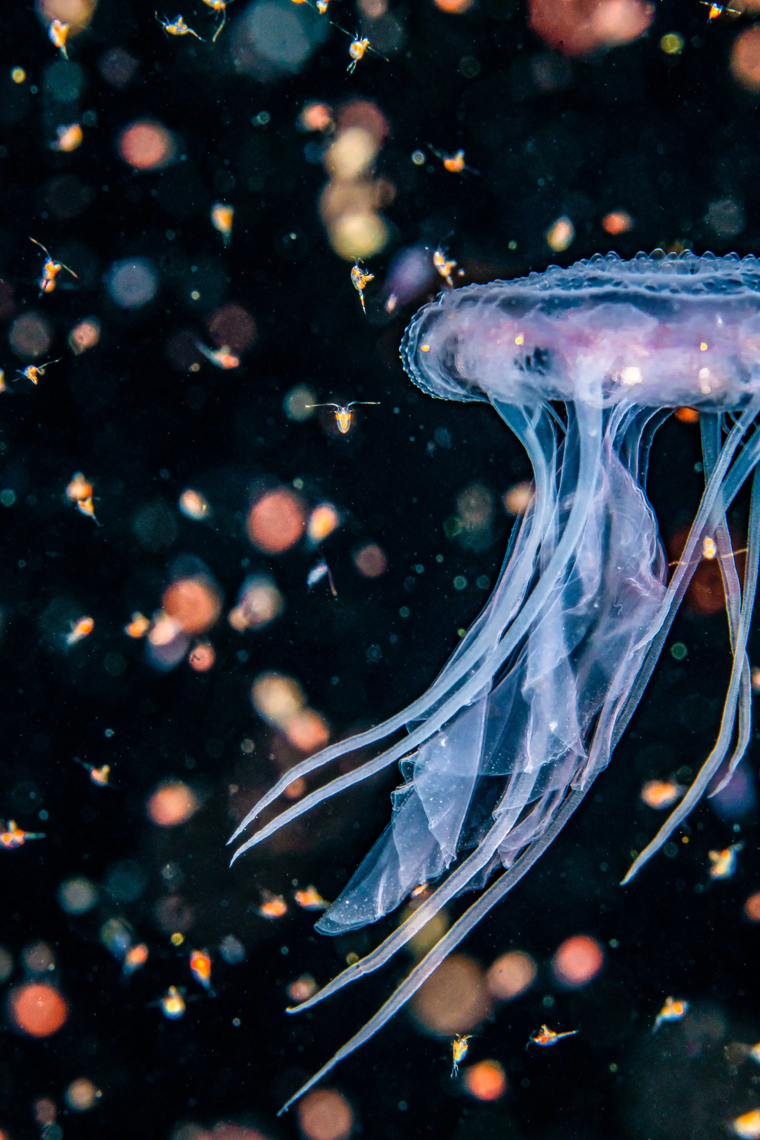  Blue jellyfish, Shetland, underwater, marine life. 