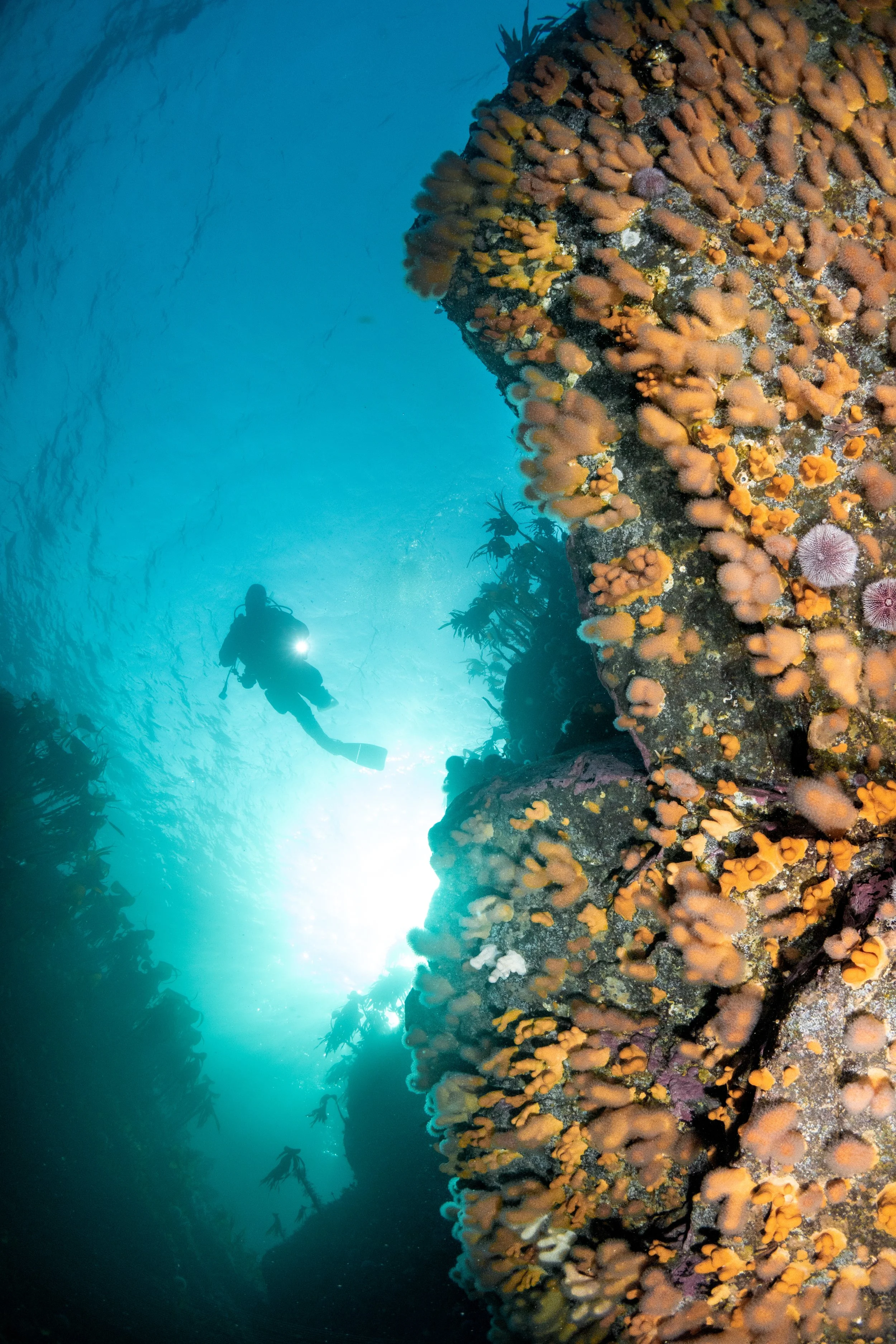 Diver, dead mans fingers, scuba, reef, shetland, underwater, marine life, ocean.