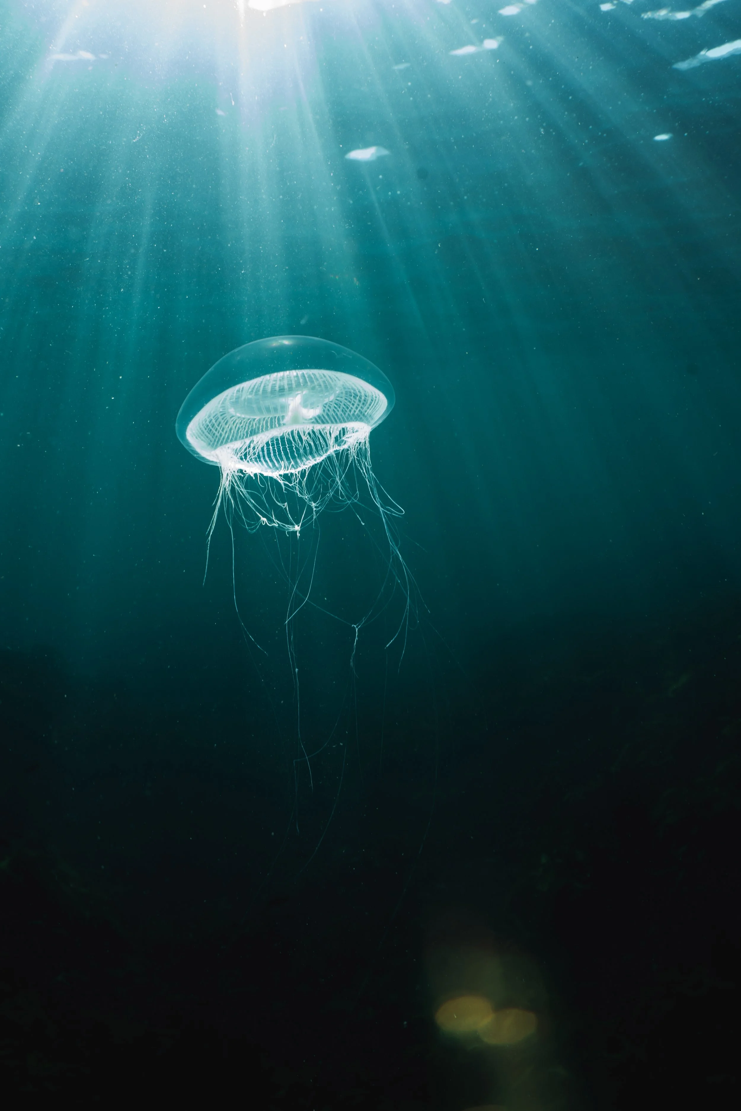  Crystal jellyfish, Shetland, underwater, marine life. 
