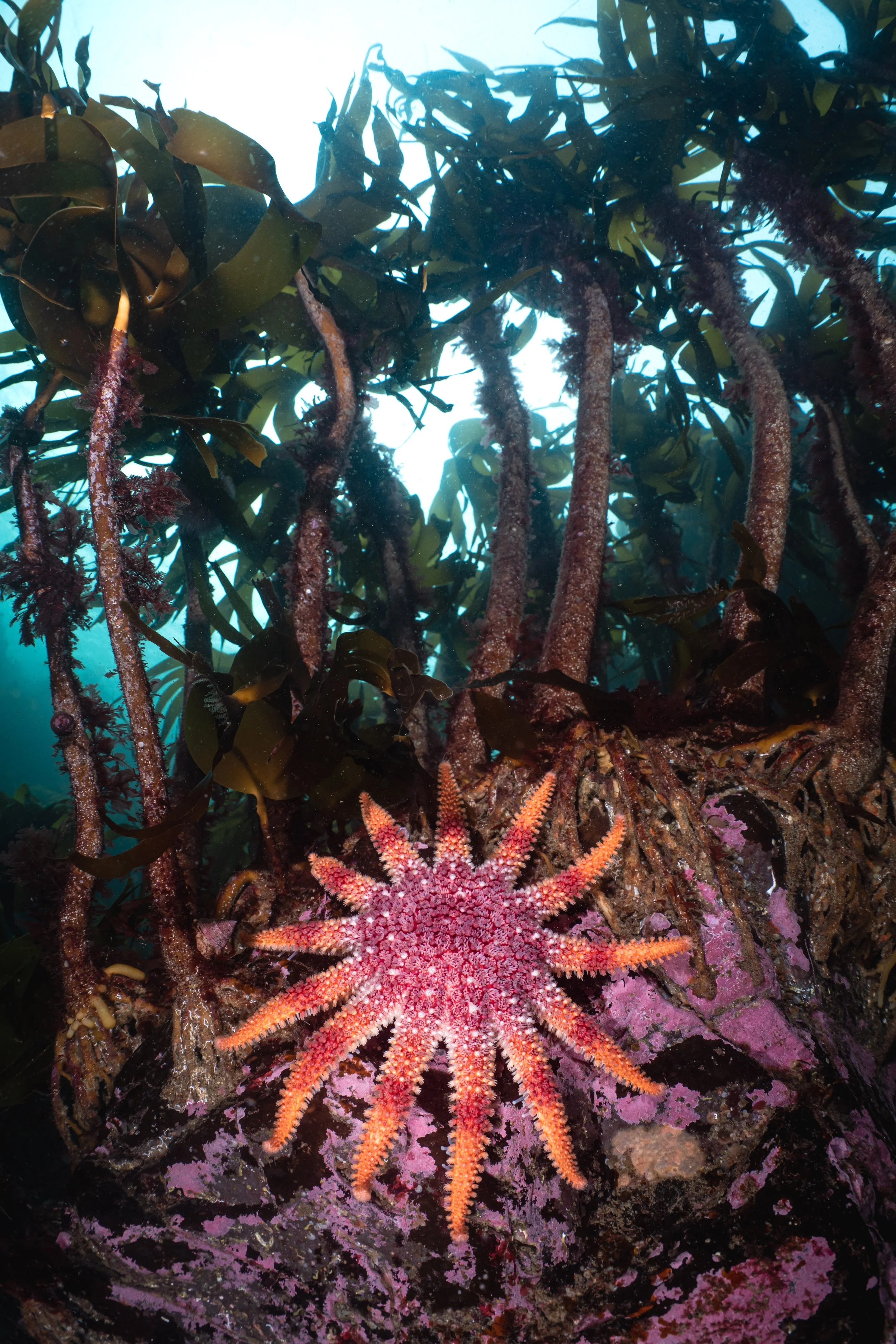Sun starfish,  scotland, shetland, underwater, marine life, ocean