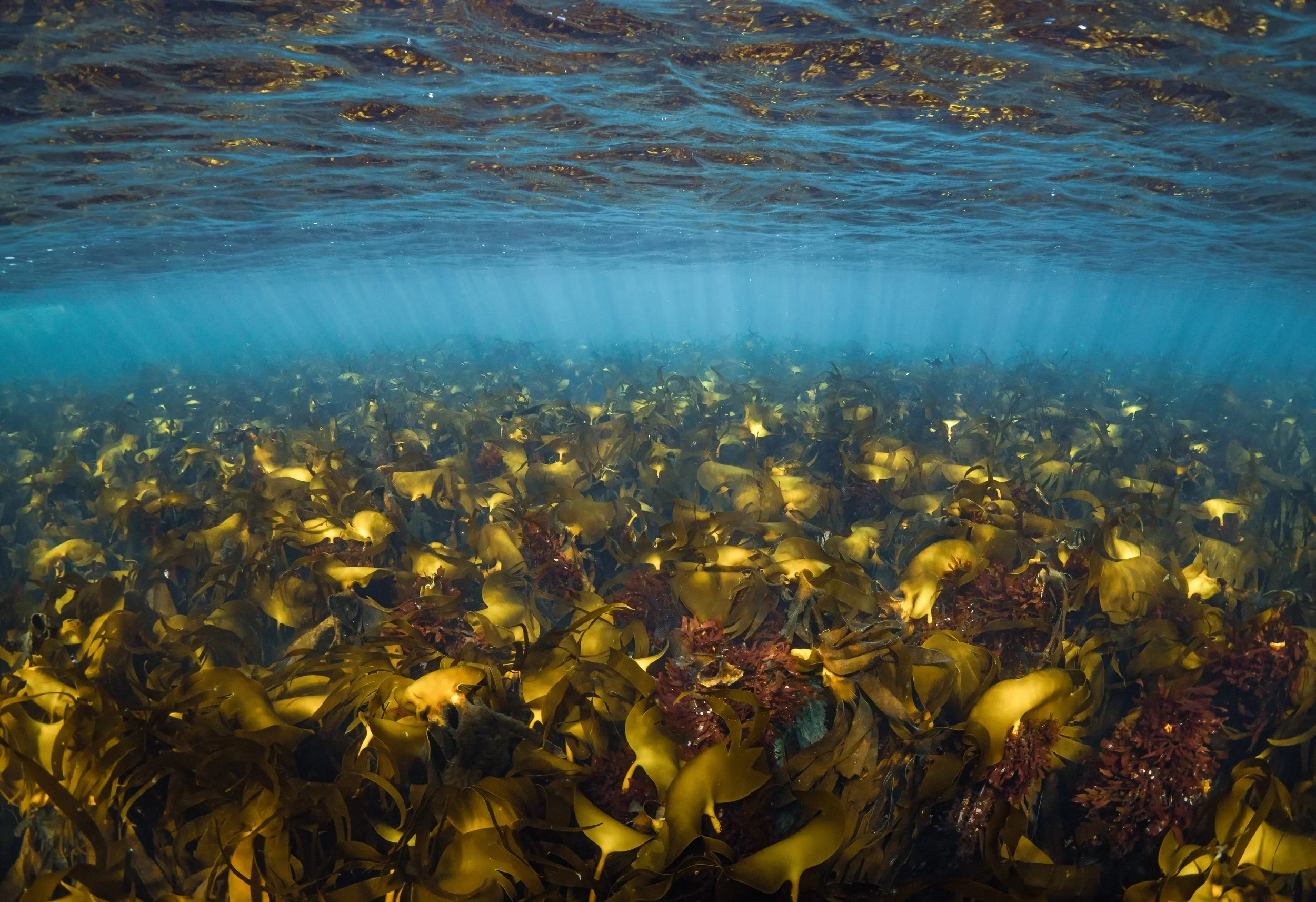 Kelp forest, shetland, underwater, marine life, ocean.