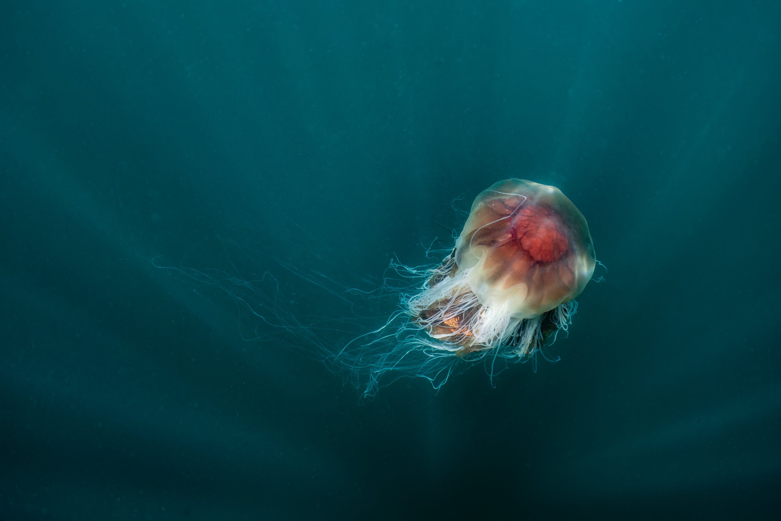  Lions Maine, jellyfish, Shetland, underwater, marine life. 