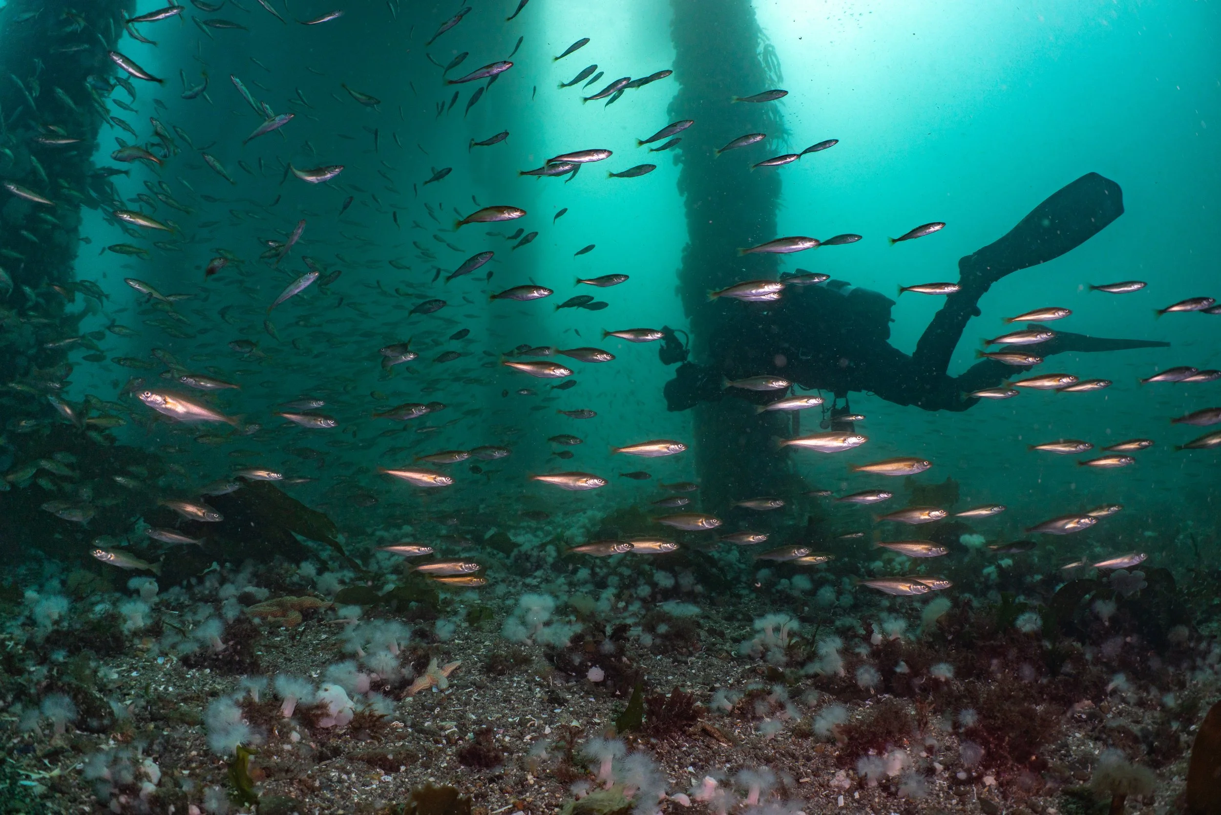 Diver, pier, fish, shetland, underwater, marine life, ocean.
