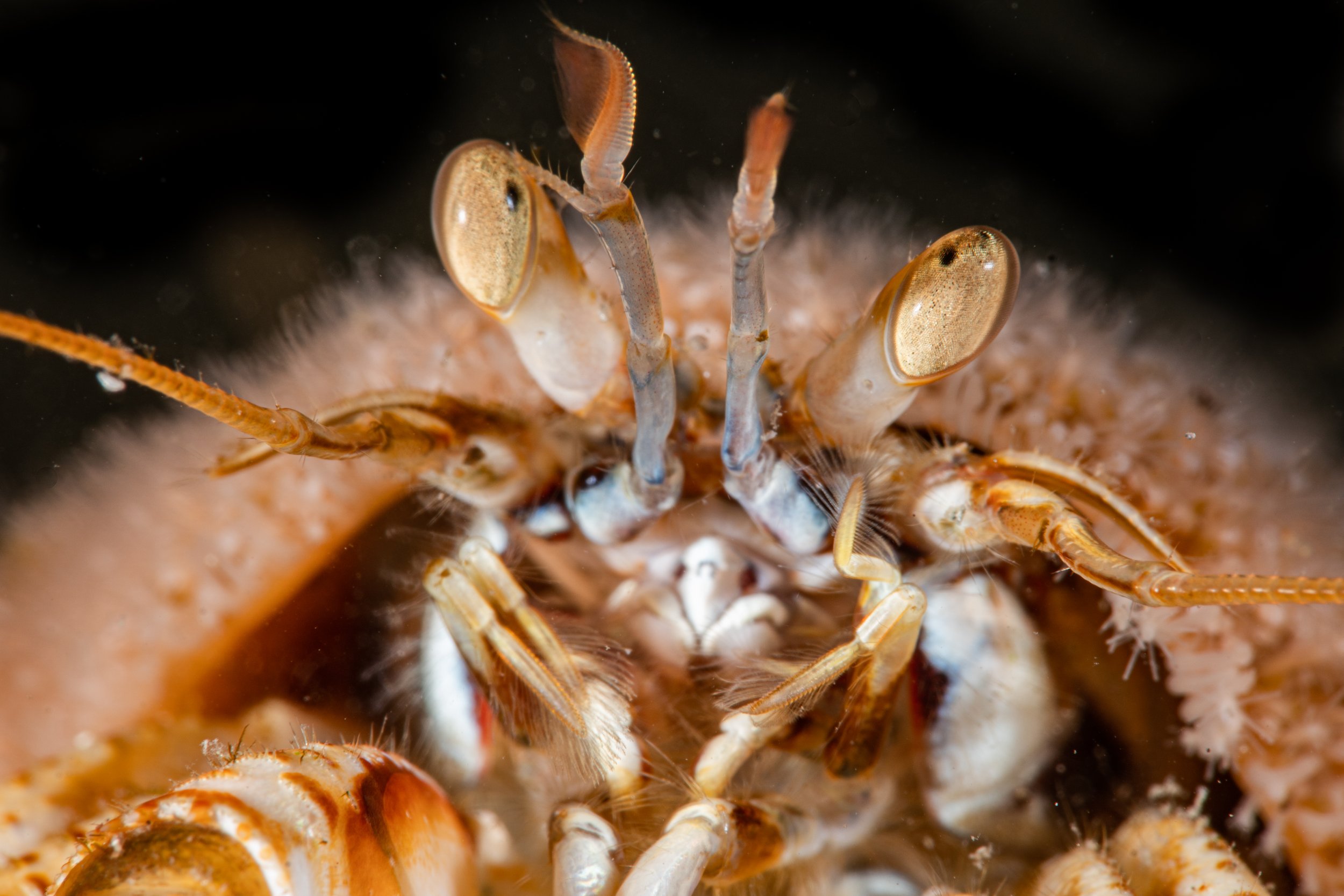 Hermit crab, macro, shetland, underwater, marine life, ocean.