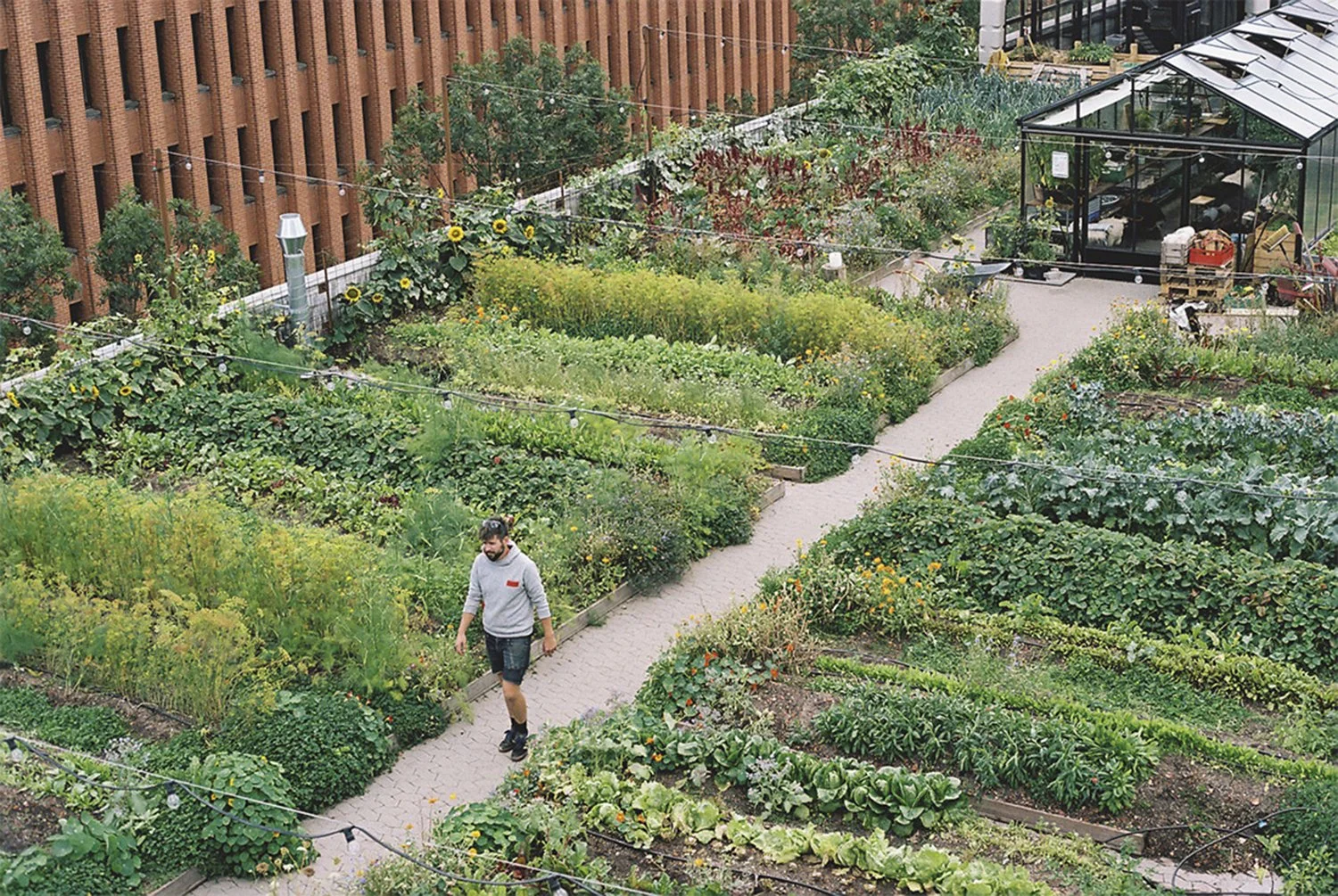  Oestergro Rooftop Farm, Copenhagen.  