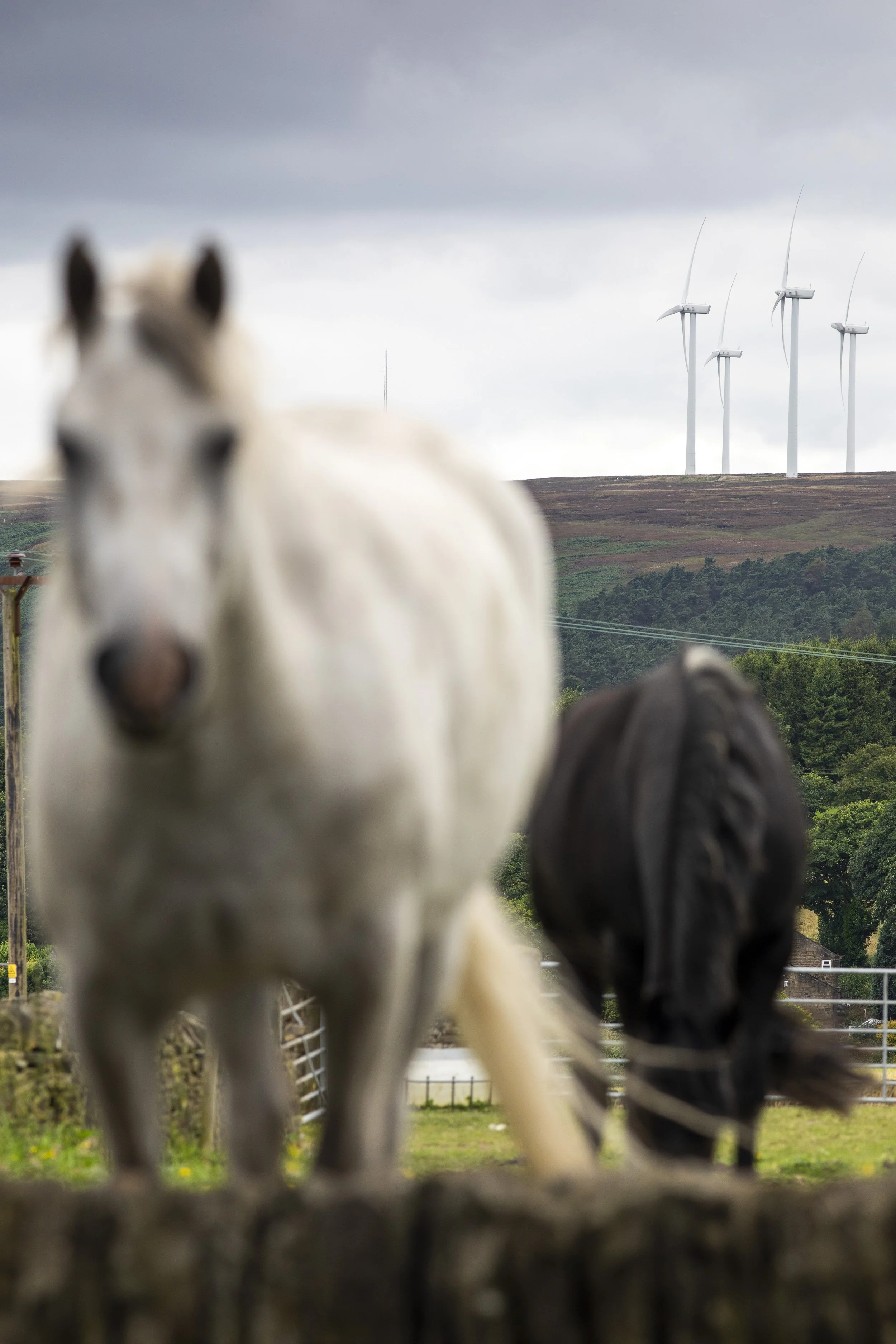 Windmills528.jpg