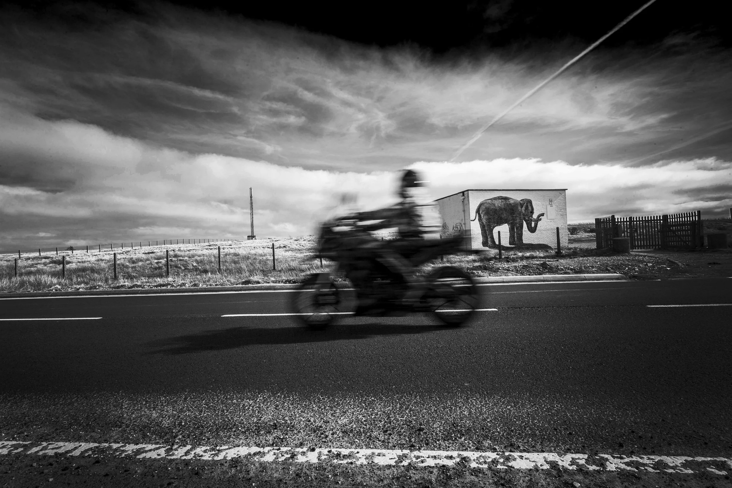 elephant.jpg