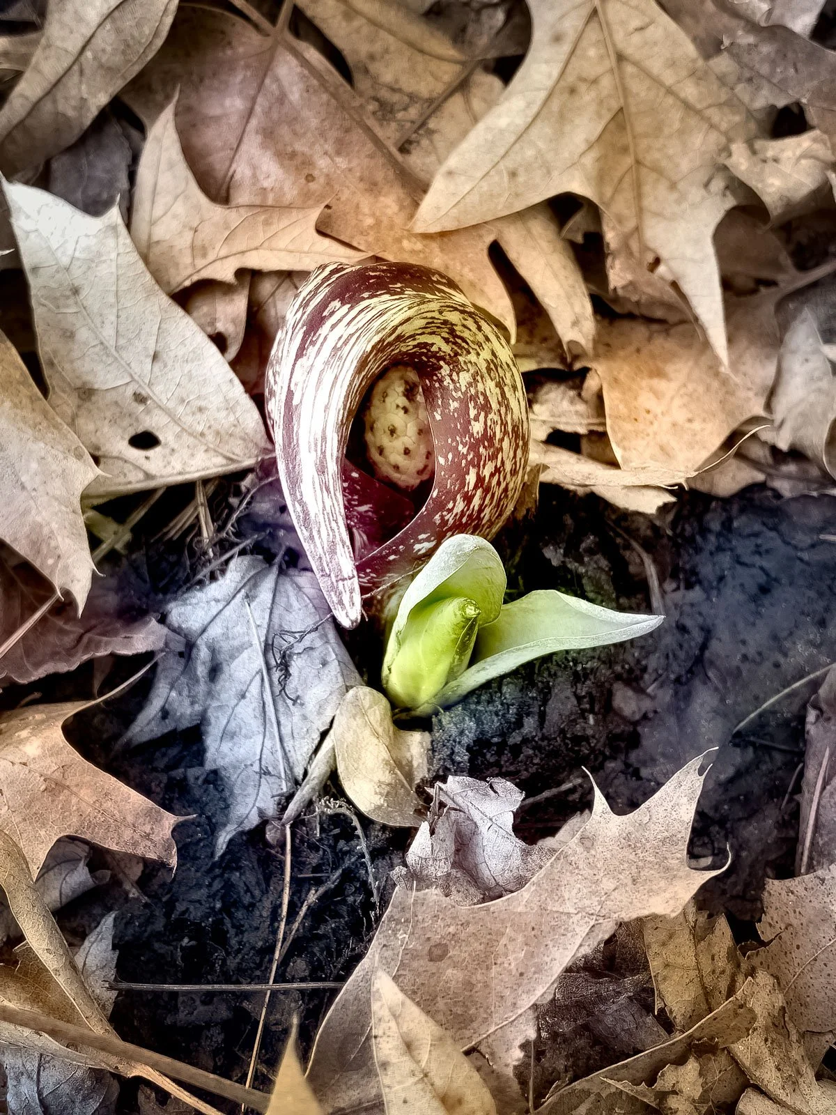 Photo of an emerging skunk cabbage flower.