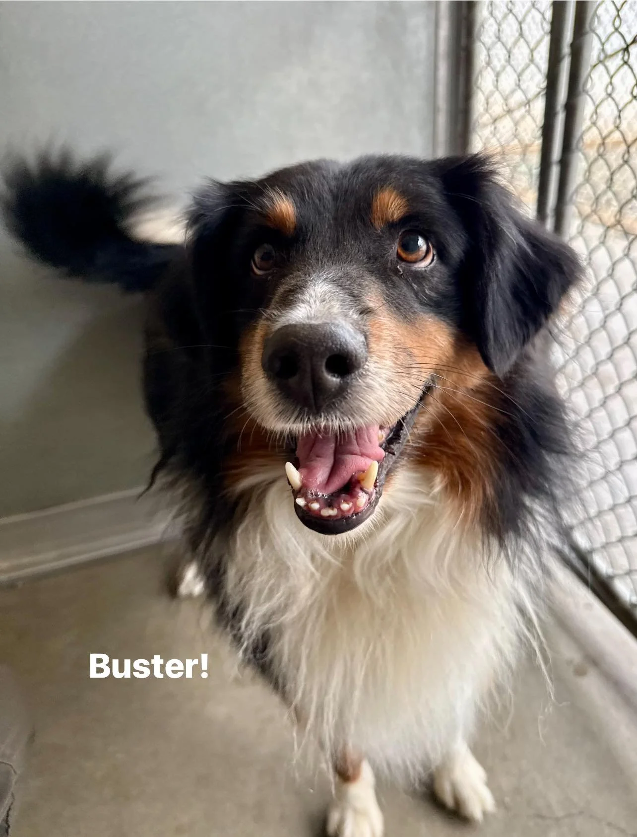 BUSTER 3.jpg