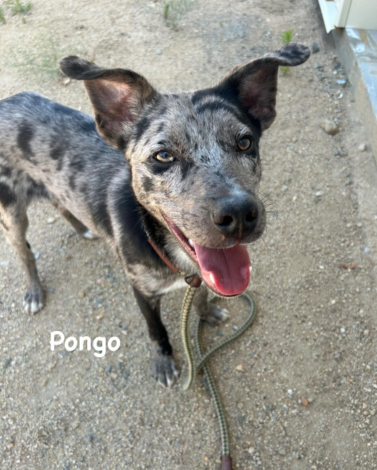 PONGO 1.jpg