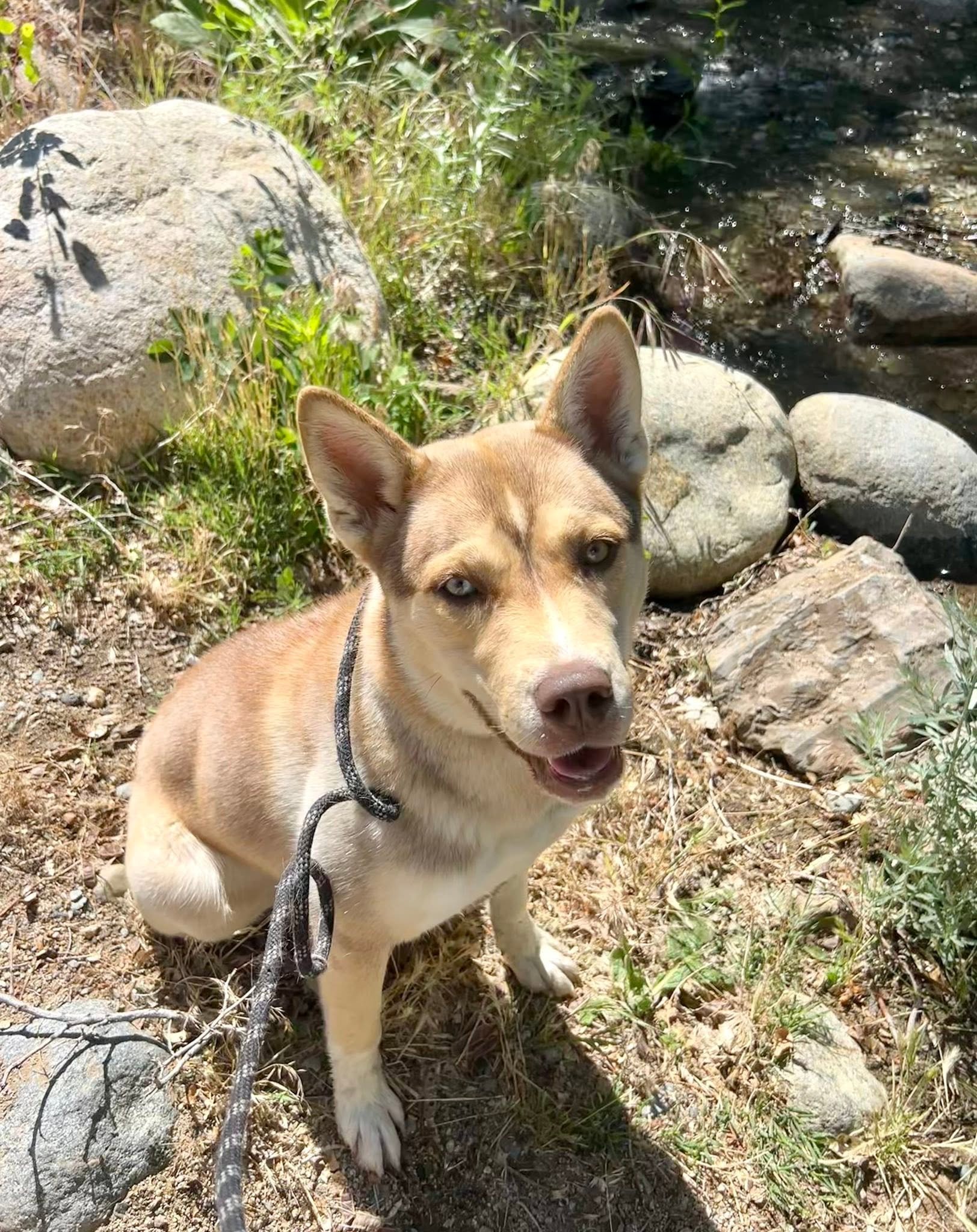 WILLOW 2.jpg