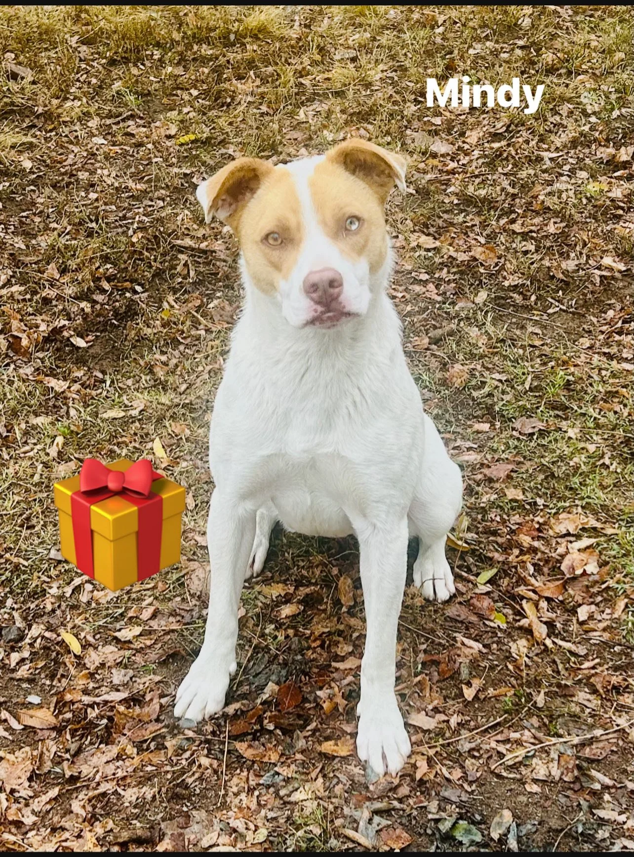 MINDY 3.jpg