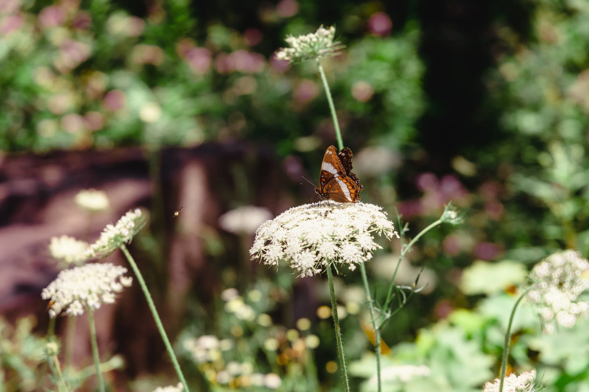 Final-butterfly-7.jpg