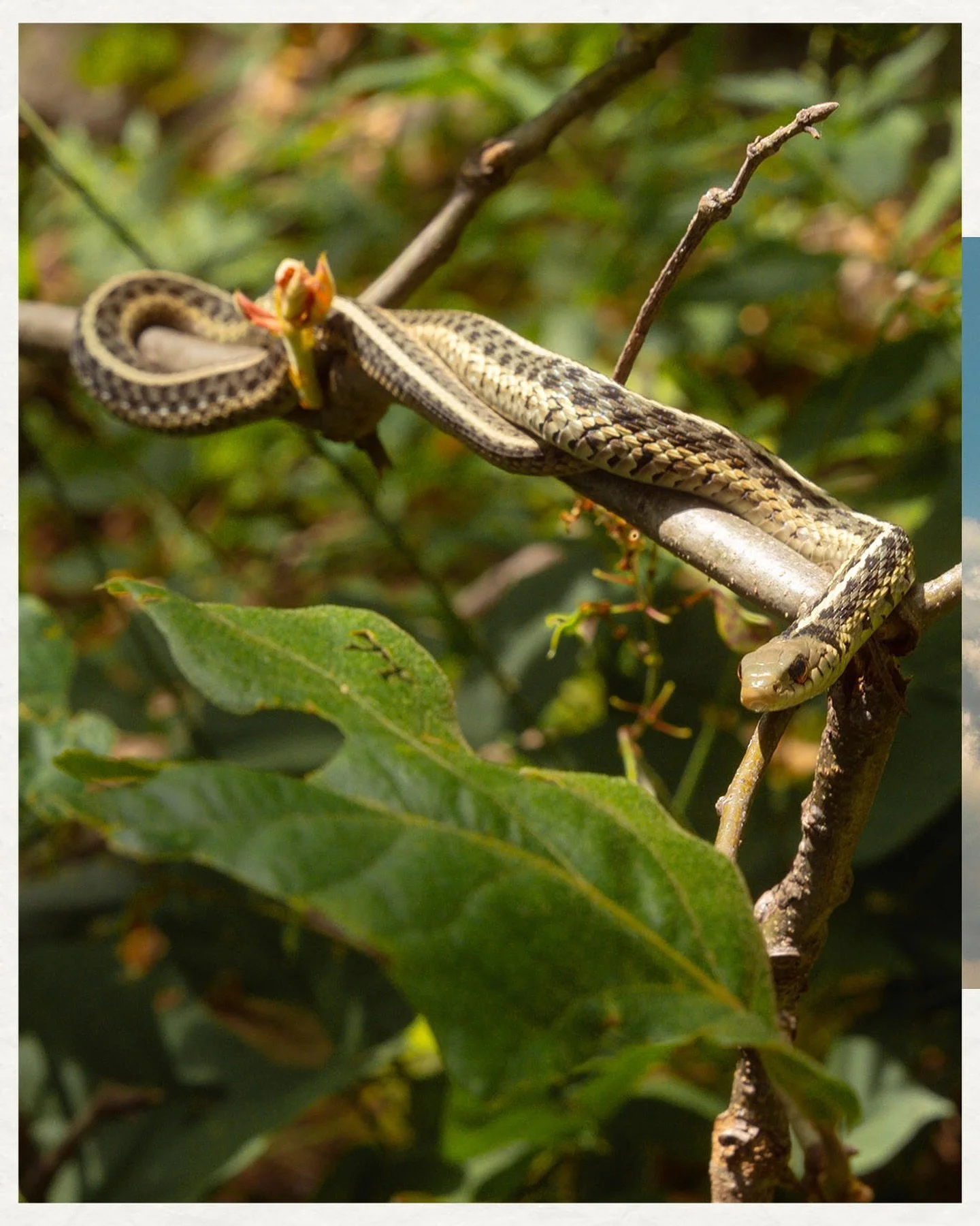 Snakes n lakes ~ A day well spent in the sun☀️