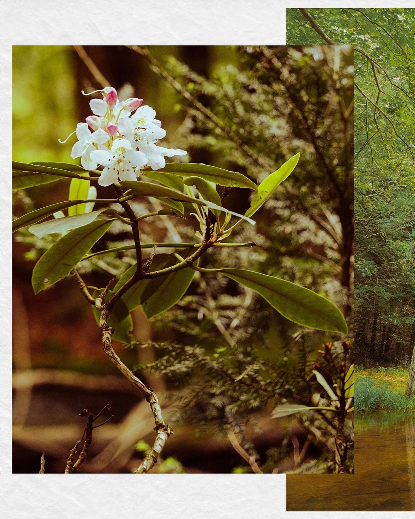 Somewhere down a trail in Pennsylvania ~ Pt. 2 🌲