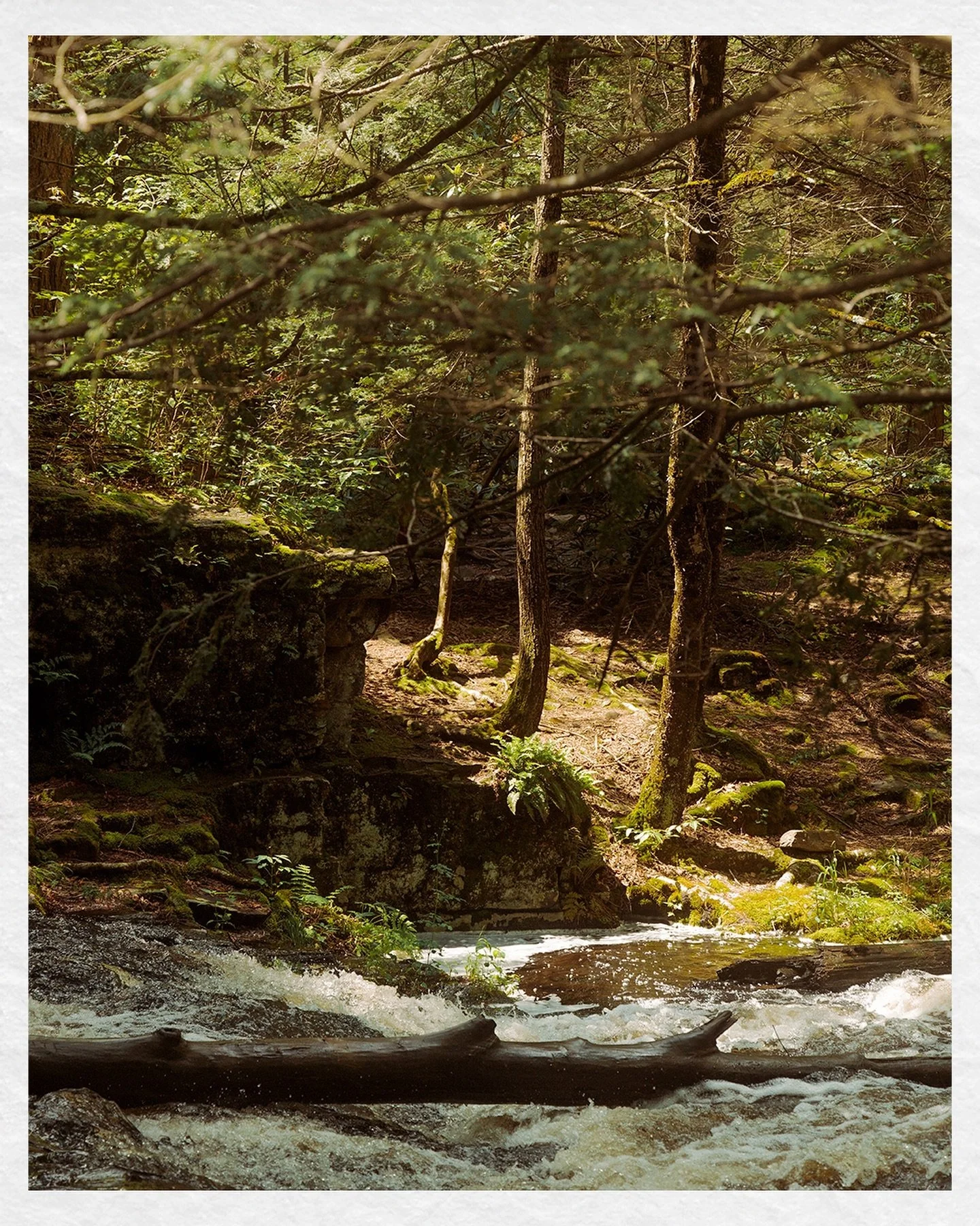 Somewhere down a trail in Pennsylvania ~ Pt. 3 🌲