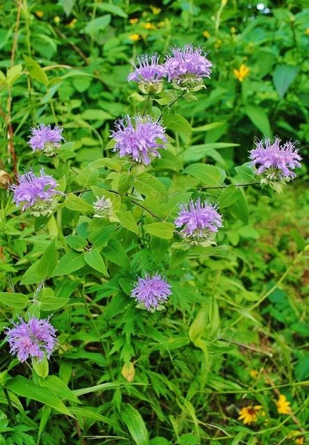 monarda fistulosa d 7.15  jr copy.jpeg