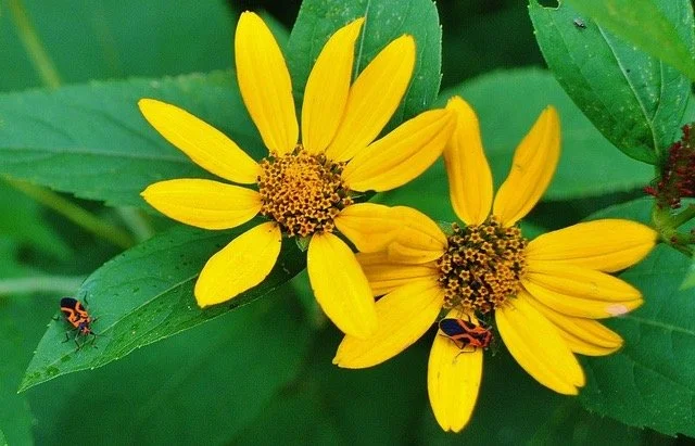 mrp plant with bugs 7.15 jr copy.jpeg