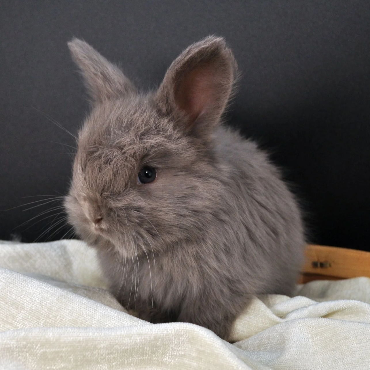 Gray rabbit with long ears sitting on a light-colored cloth with a dark background.