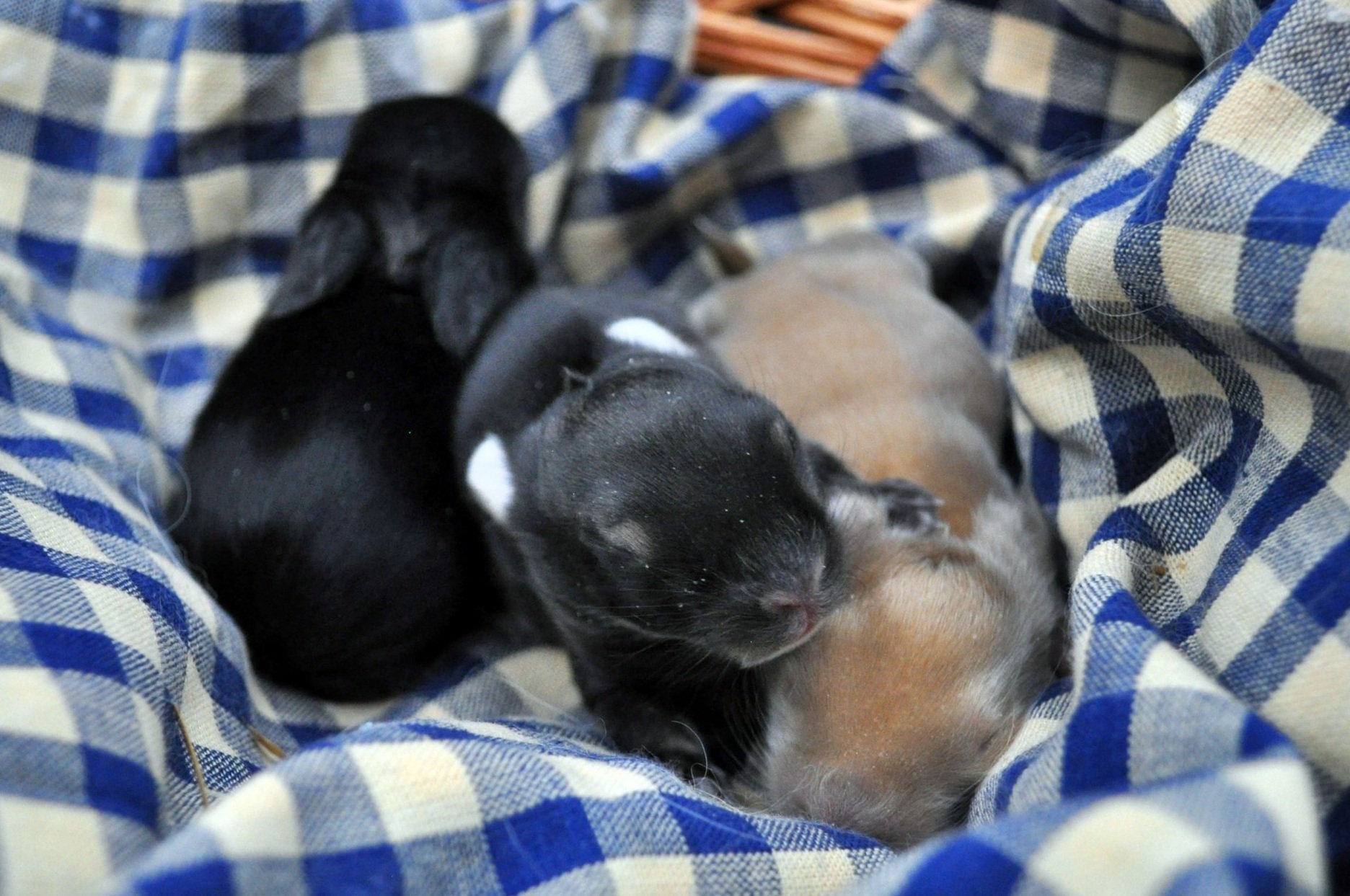 One-Week-Old English Angora Bunnies: Self Black, Chestnut Agouti, and Blue Tort.jpg