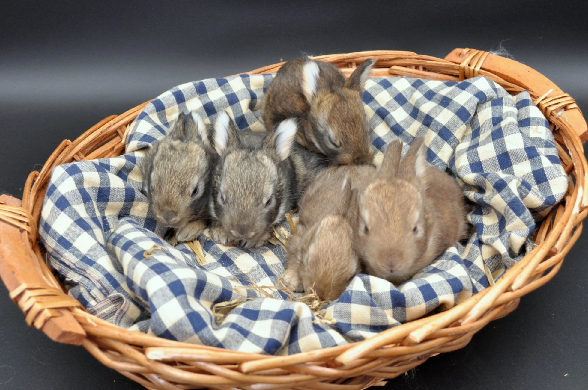 Six baby rabbits in a wicker basket with a floral cloth lining against a black background.