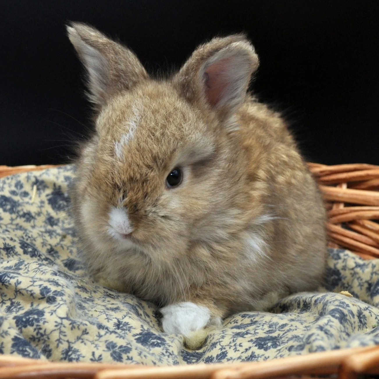 A small, fluffy, brown rabbit with white feet and a white spot on its nose, sitting in a woven basket on a patterned cloth.