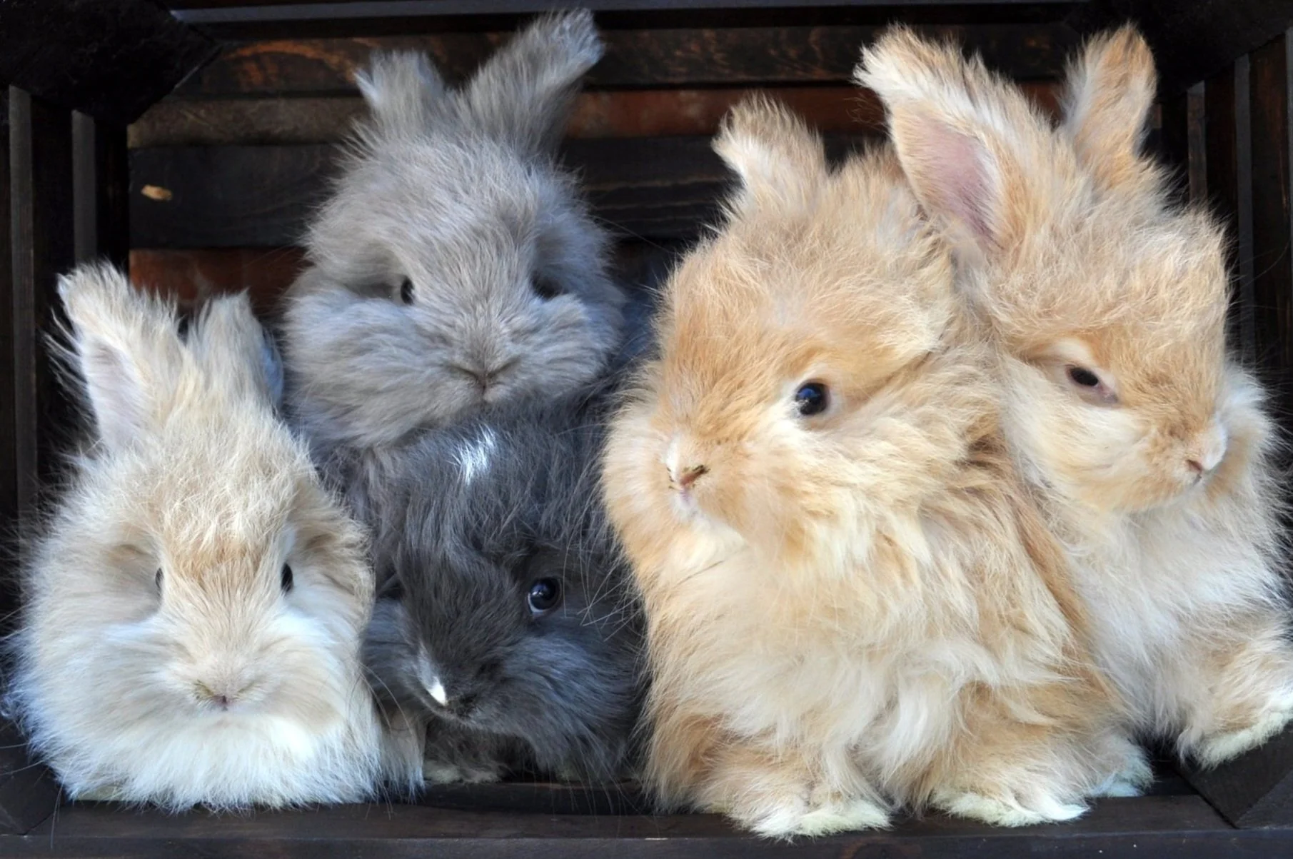 group 6wk buttercream.jpg