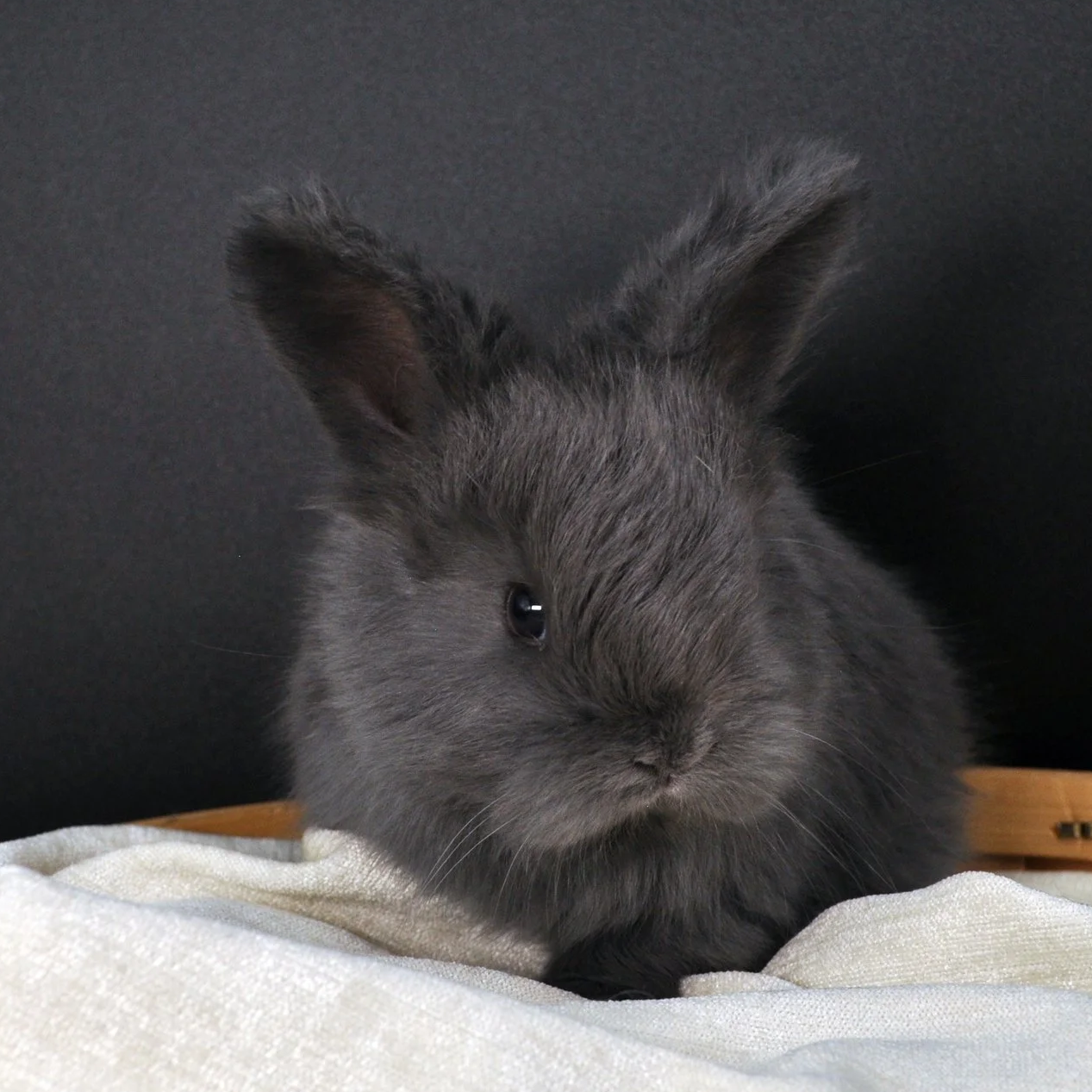 A fluffy gray rabbit with one eye partially closed, sitting on a light-colored blanket.