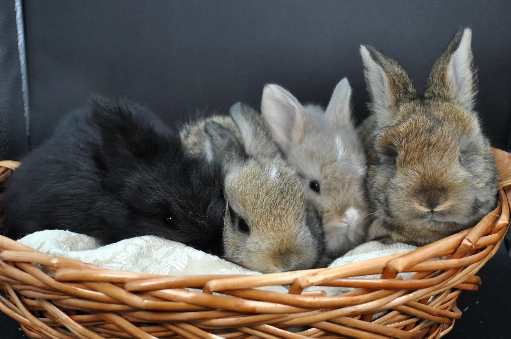 macaroon 4wk group.jpg