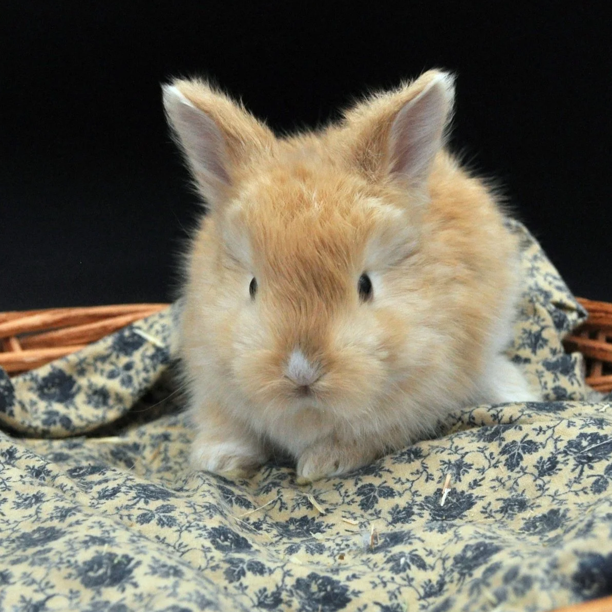 A small, fluffy light orange rabbit with white fur on its nose, sitting on a blue and white patterned fabric in a wicker basket against a black background.