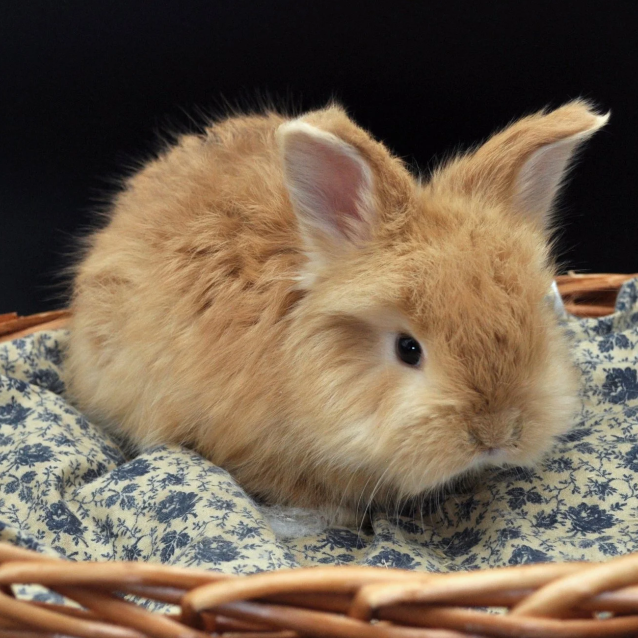 A fluffy light brown baby bunny with upright ears sitting on a blue and white floral patterned cloth in a wicker basket.