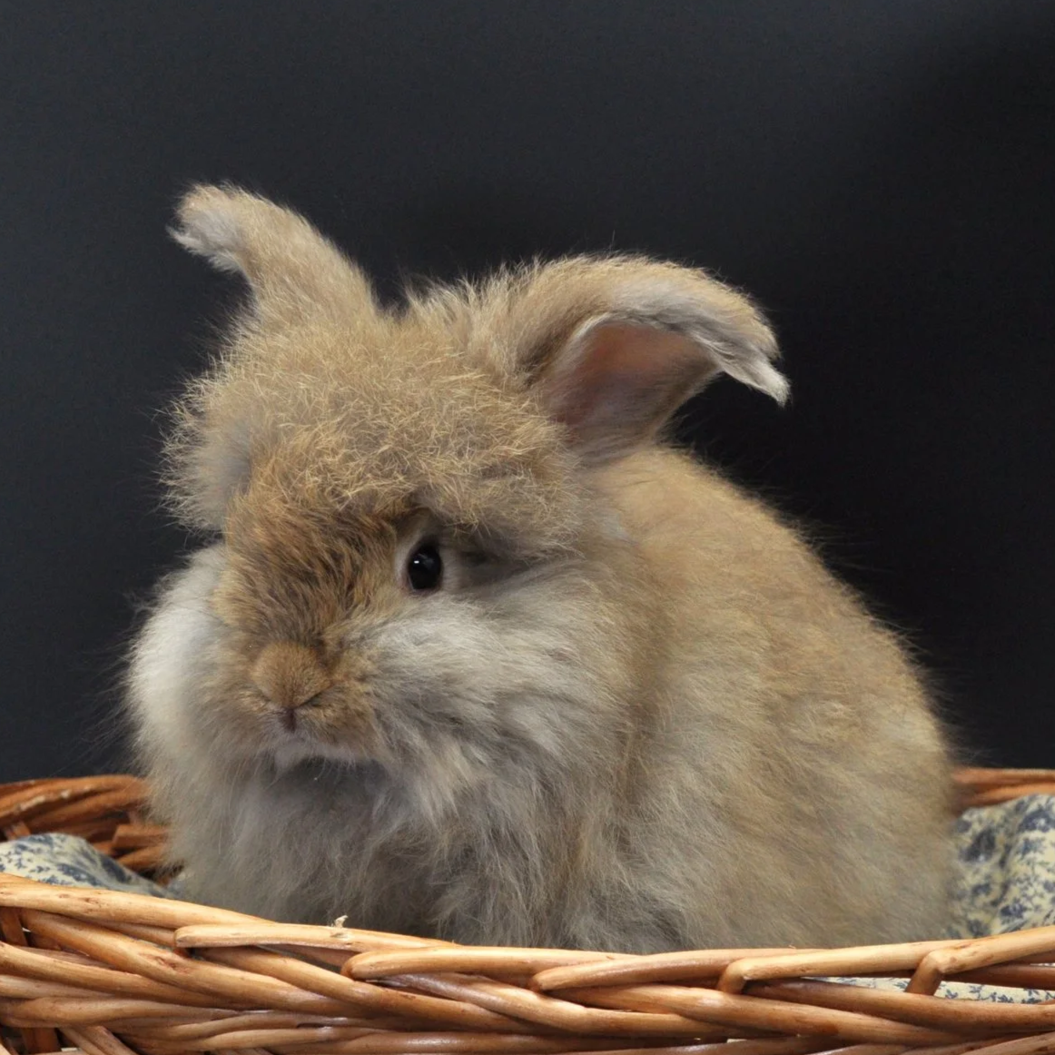 A fluffy brown rabbit with a slightly disheveled appearance sitting in a wicker basket against a dark background.