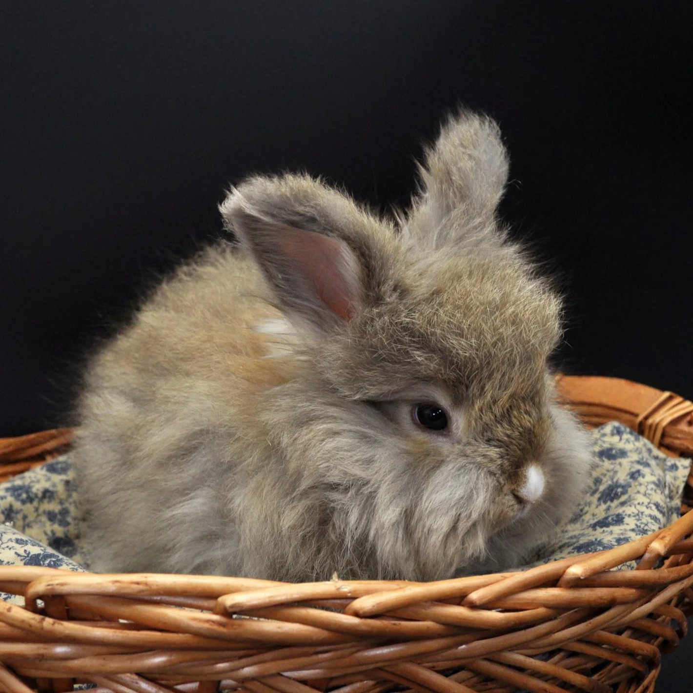 A fluffy, light-colored rabbit sitting in a wicker basket with patterned fabric lining against a black background.