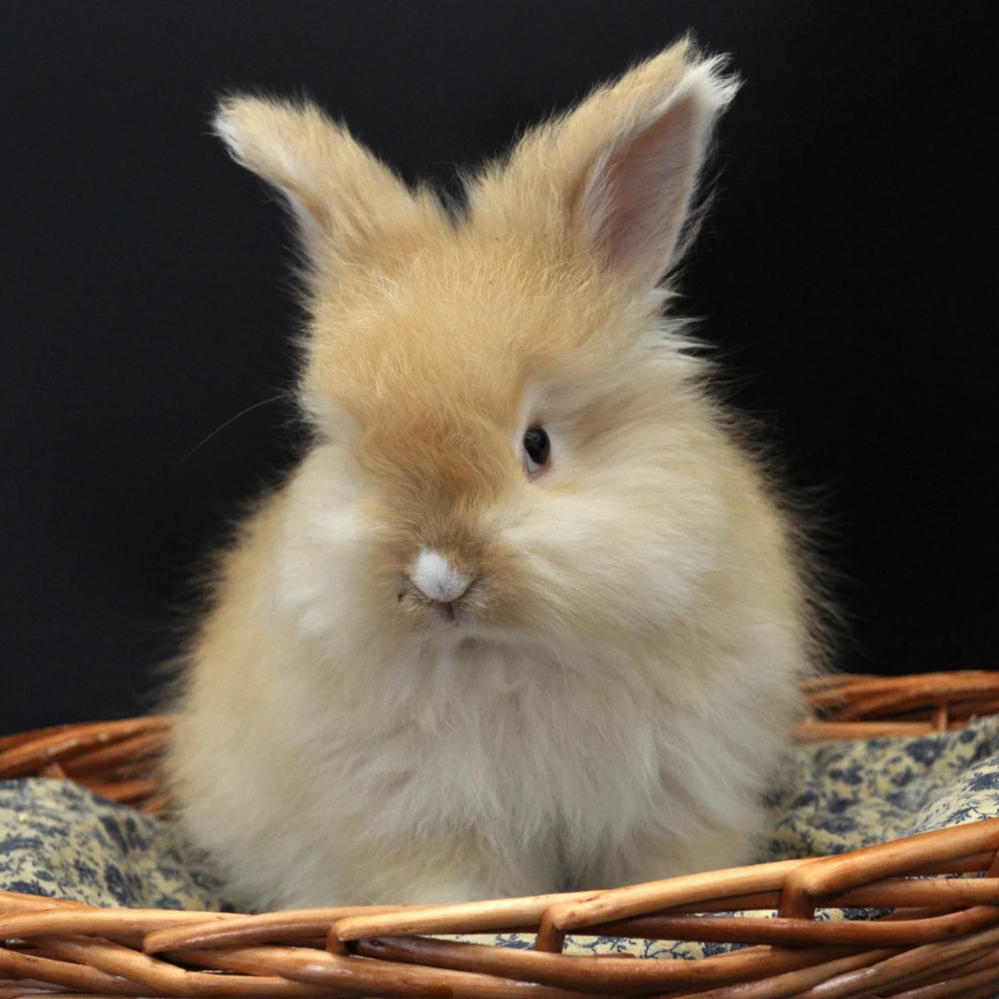 A fluffy light brown baby rabbit sitting in a wicker basket with a dark background.