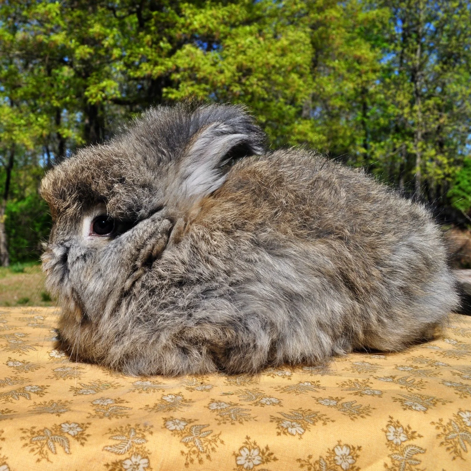 Dwarf Rabbit Seal Point Lionhead Rabbit Lionhead Mix Rabbits