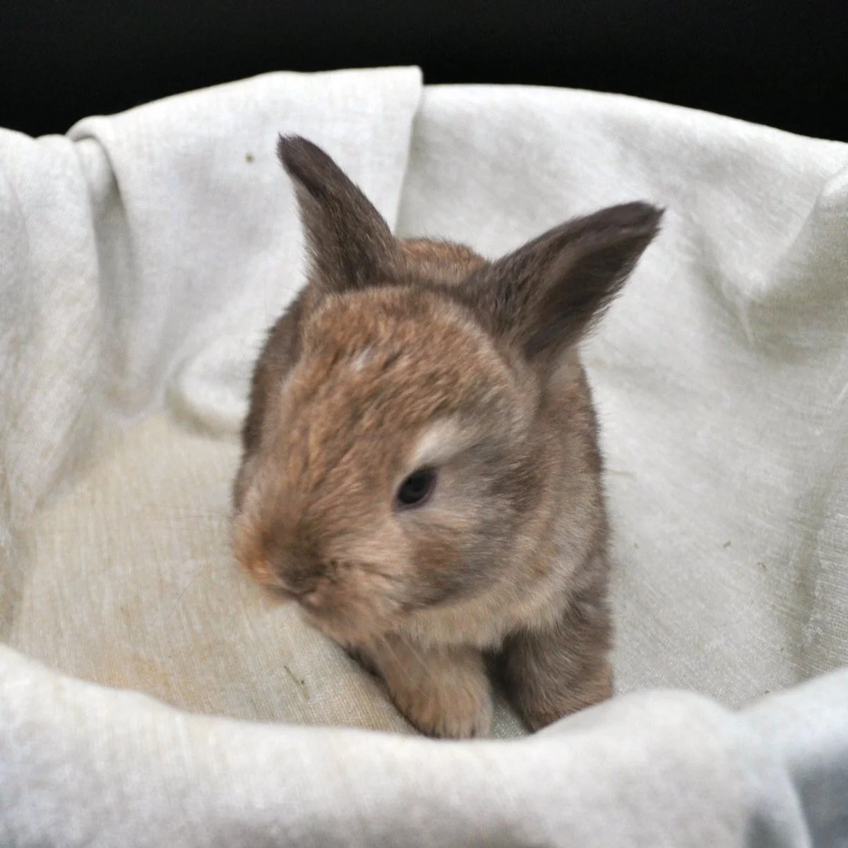 Lynx English Angora Doe