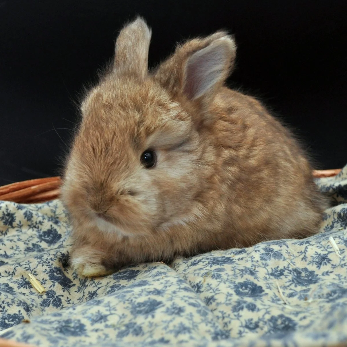 A small brown bunny resting on a fabric with blue floral pattern inside a wicker basket.