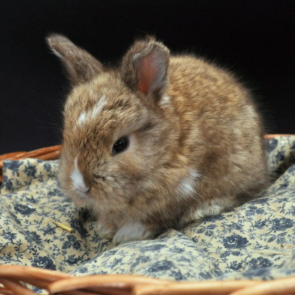 A small, brown rabbit with white markings on its nose and chest sitting on a floral-patterned fabric in a basket.