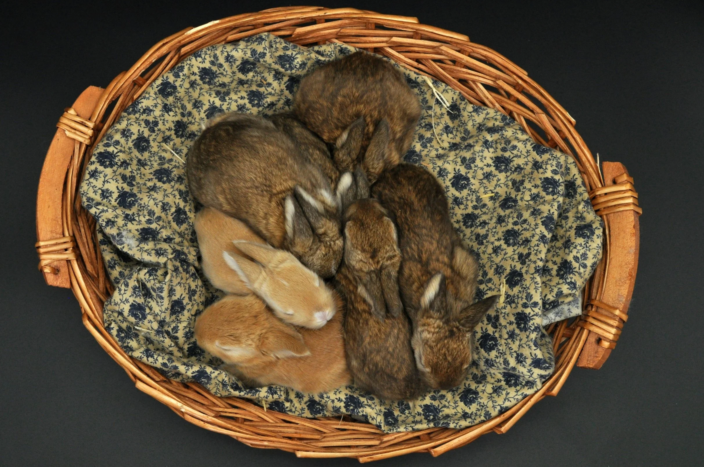 Six baby rabbits in a wicker basket, resting on a blue floral fabric.