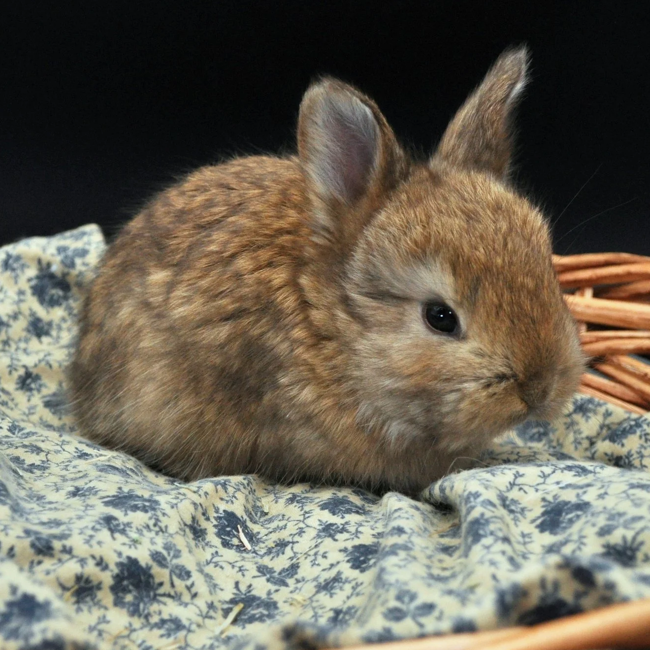 A small brown baby bunny sitting on a blue and white patterned cloth in a wicker basket with a black background.