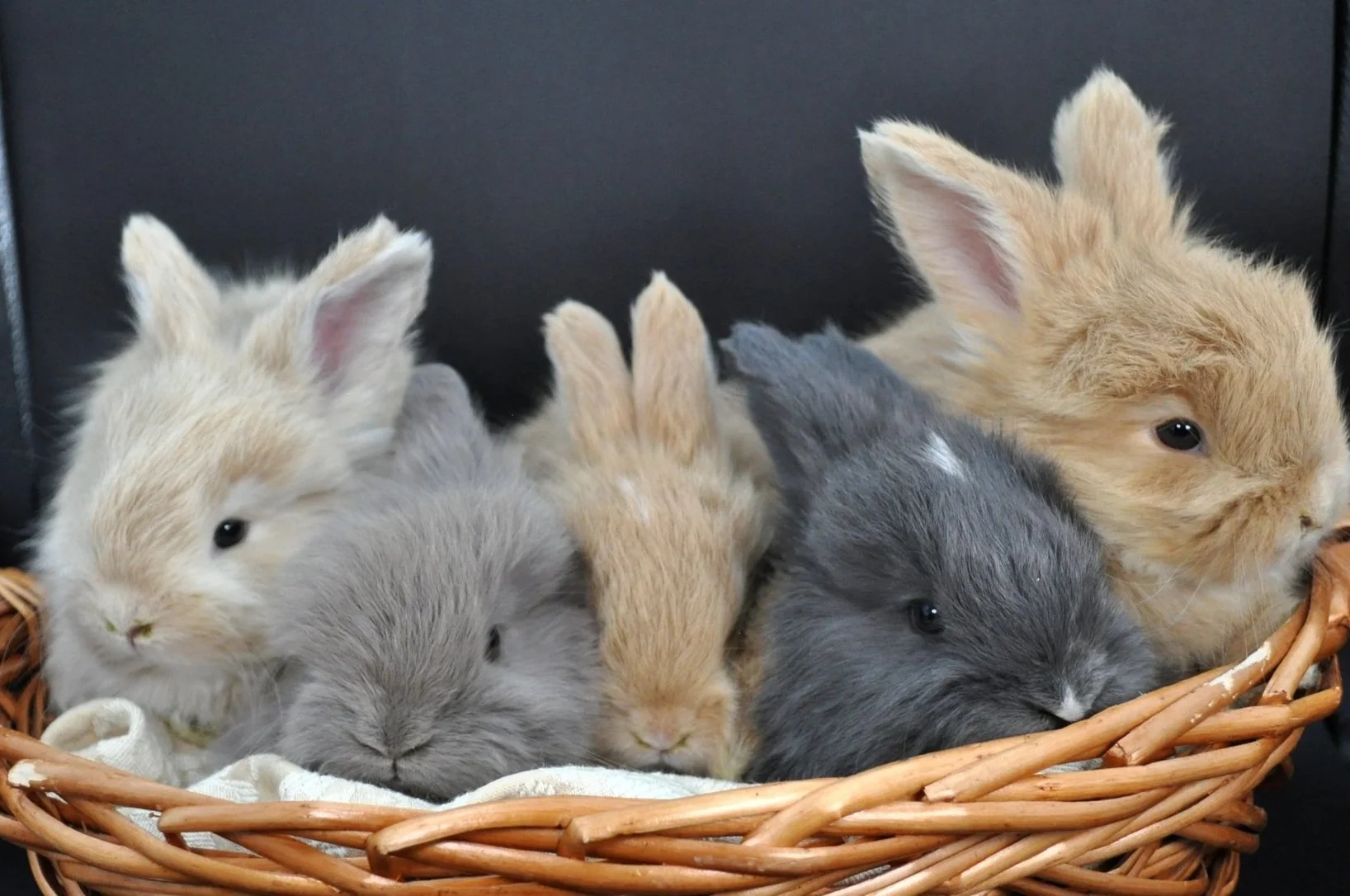 buttercream 4wk group.jpg