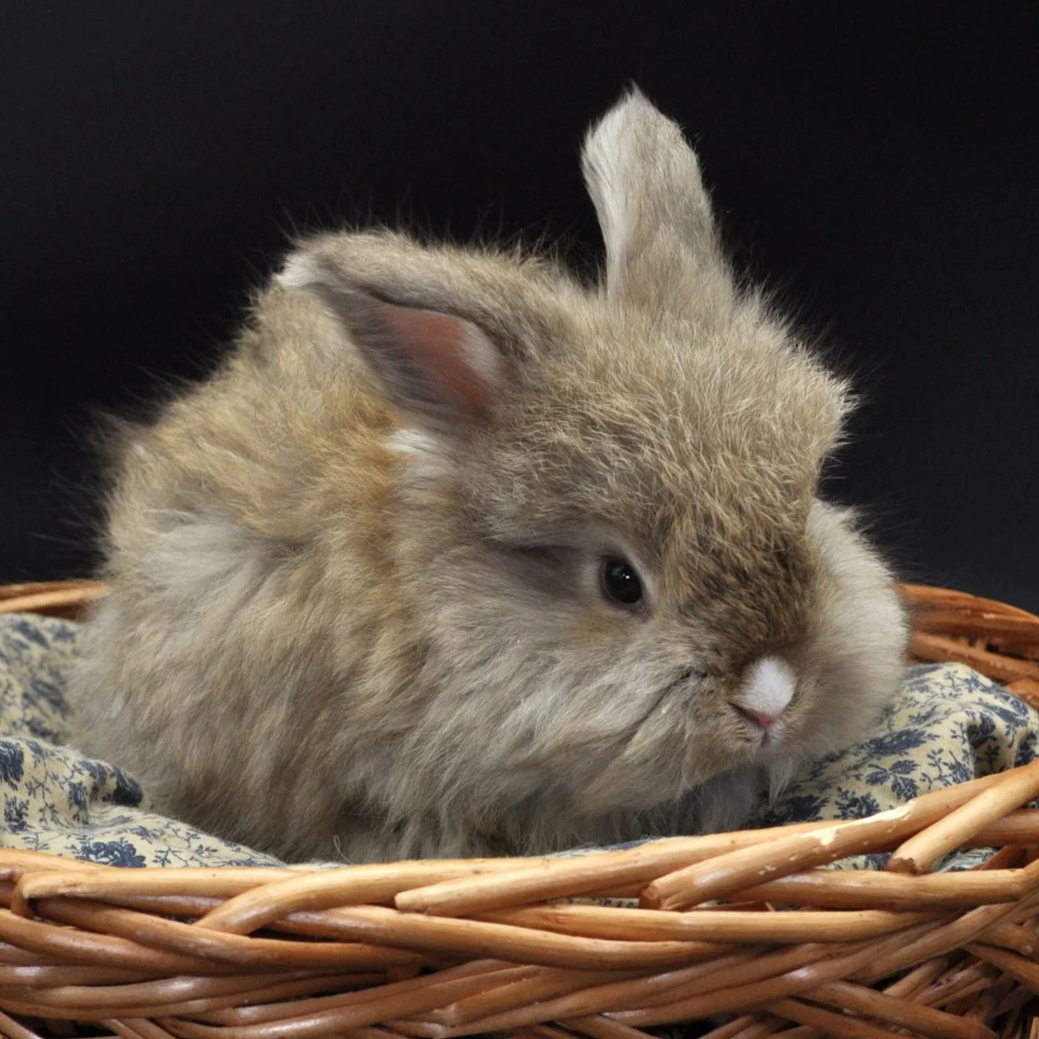 A fluffy baby bunny rabbit with brown and white fur, resting in a wicker basket lined with patterned fabric, against a black background.