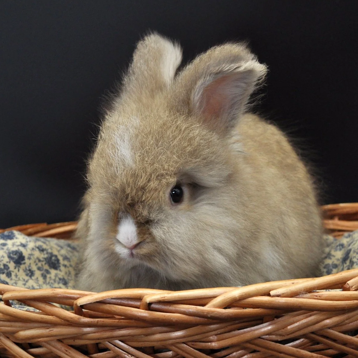 A fluffy baby bunny with light brown fur sitting in a wicker basket, with a black background.