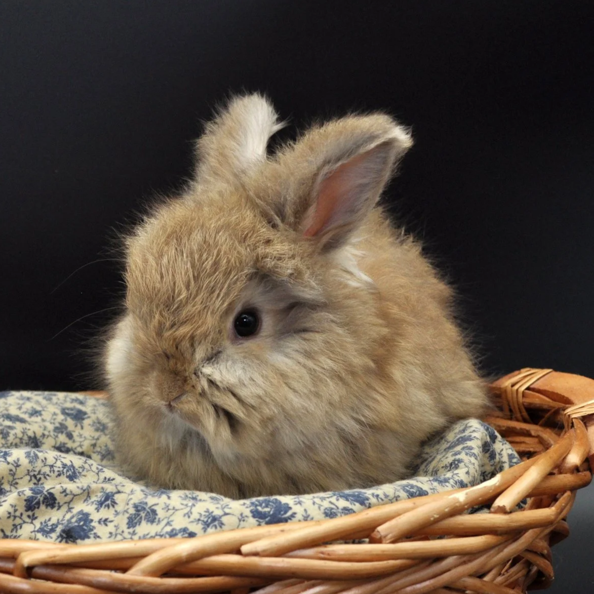 A fluffy brown rabbit sitting in a wicker basket with a blue and white patterned cloth against a black background.