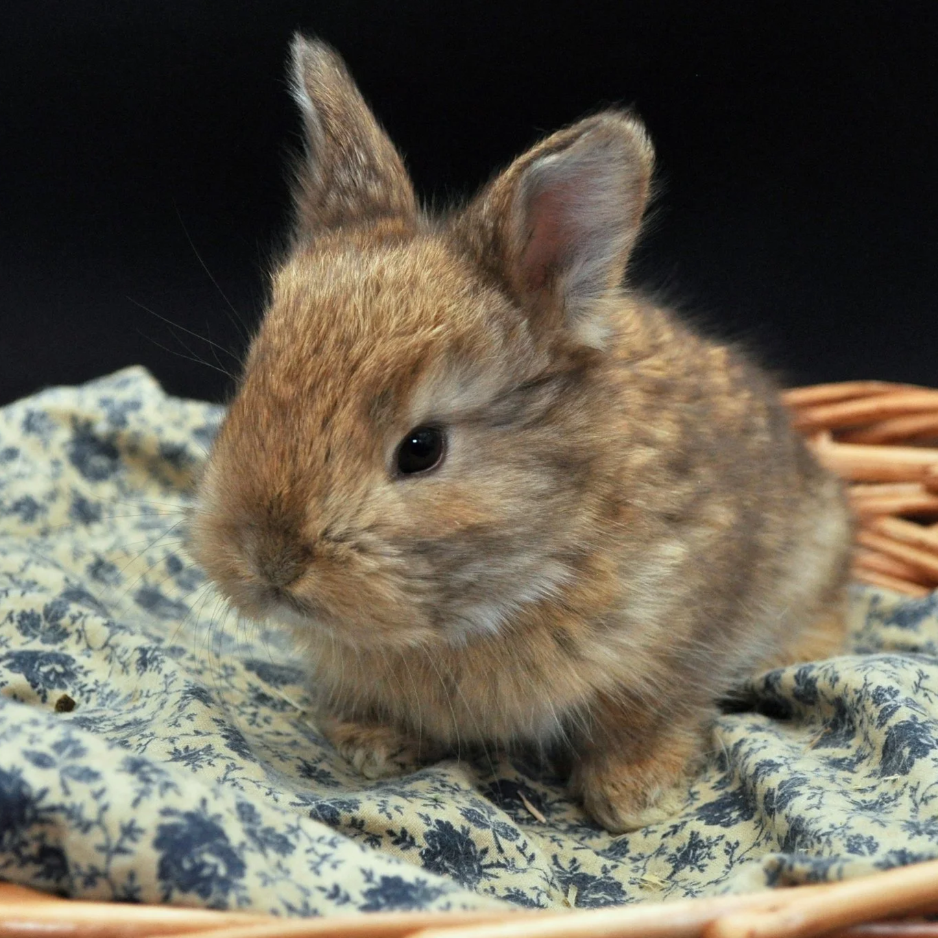 A small, brown baby rabbit sitting on a floral-patterned cloth in a woven basket.