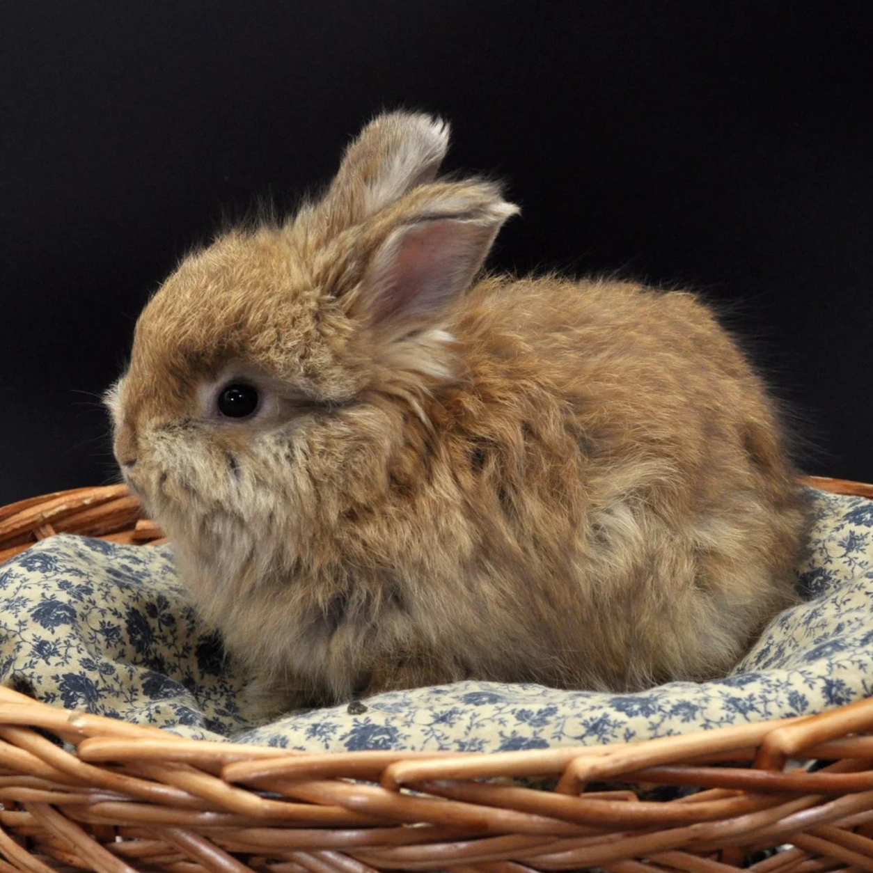 A fluffy brown rabbit sitting in a wicker basket with floral fabric lining against a black background.